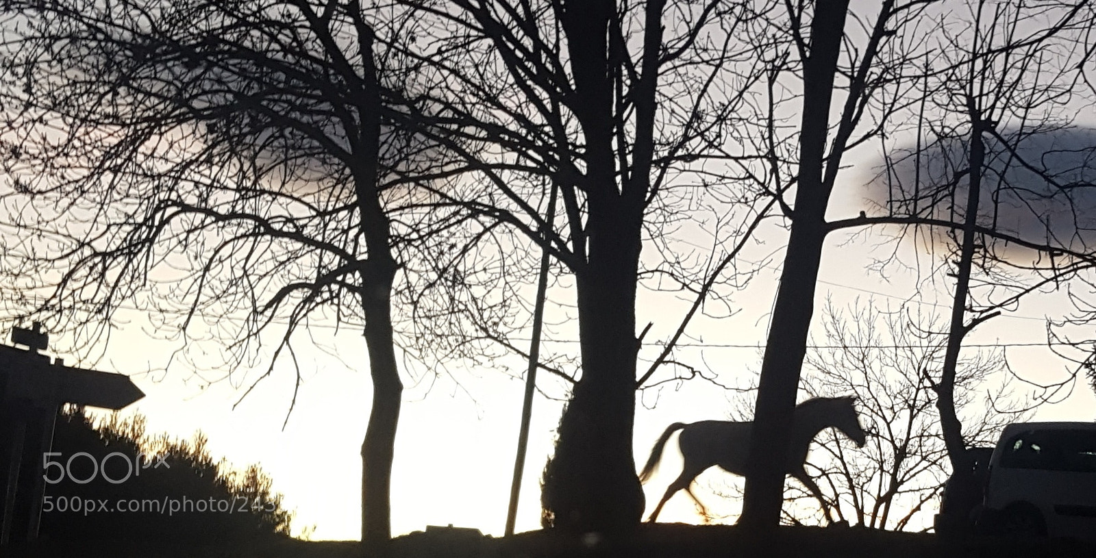 Samsung GALAXY S6 edge sample photo. A white horse. photography