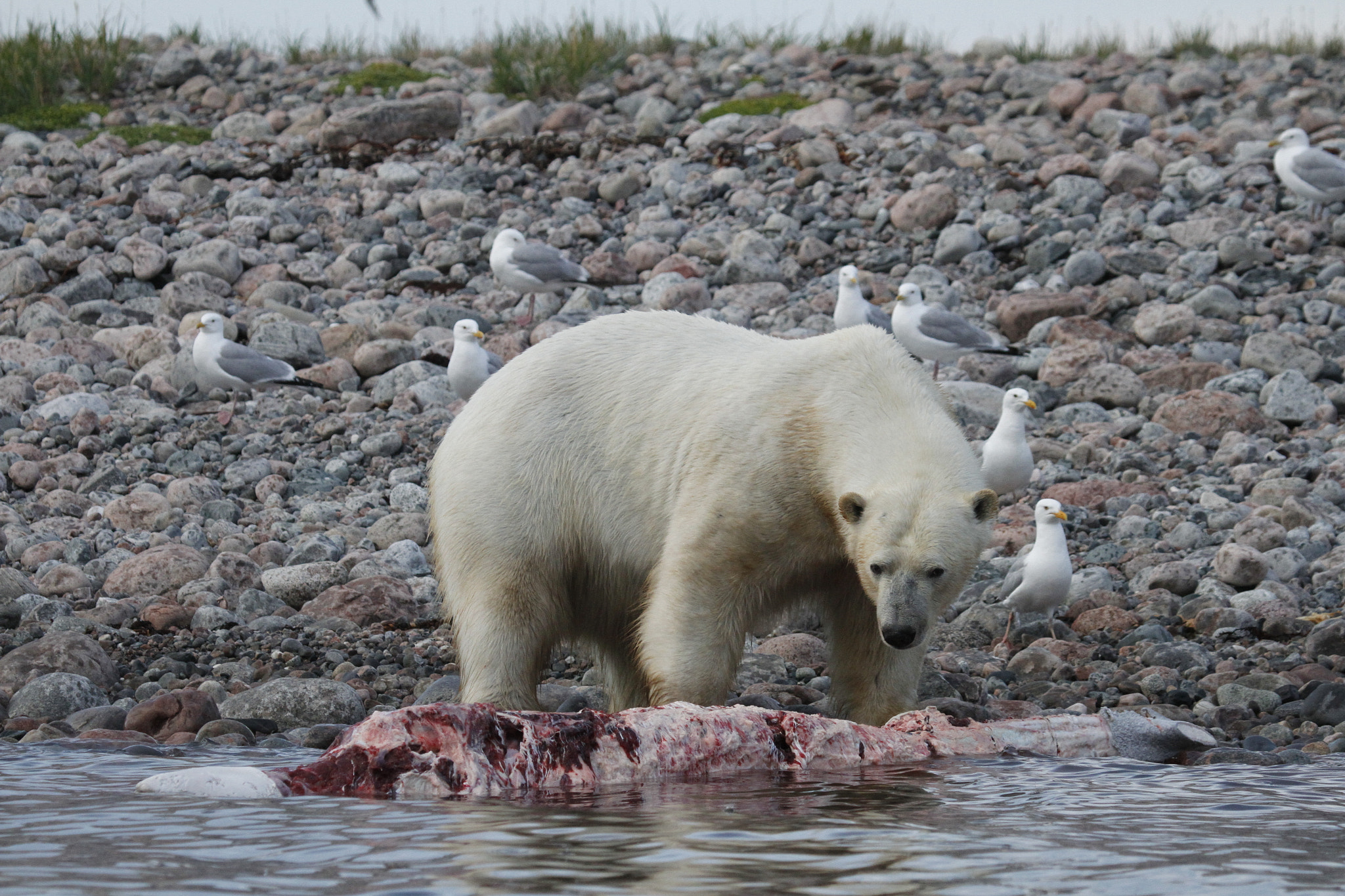 Canon EOS 7D + Canon EF 100-400mm F4.5-5.6L IS USM sample photo. Polar bear (ursus maritimus) eating a whale carcass along the shoreline near arviat, nunavut canada photography