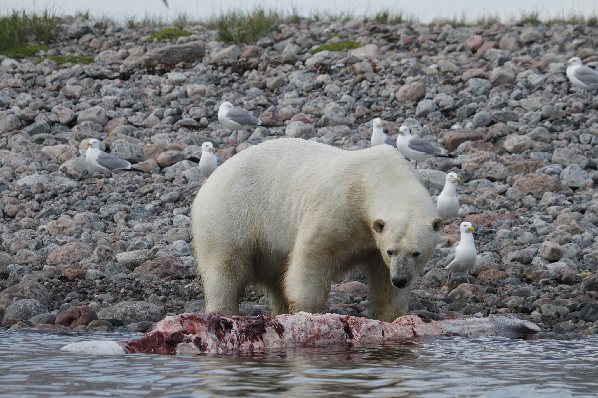 Canon EF 100-400mm F4.5-5.6L IS USM sample photo. Polar bear (ursus maritimus) eating a whale carcass along the shoreline near arviat, nunavut canada photography