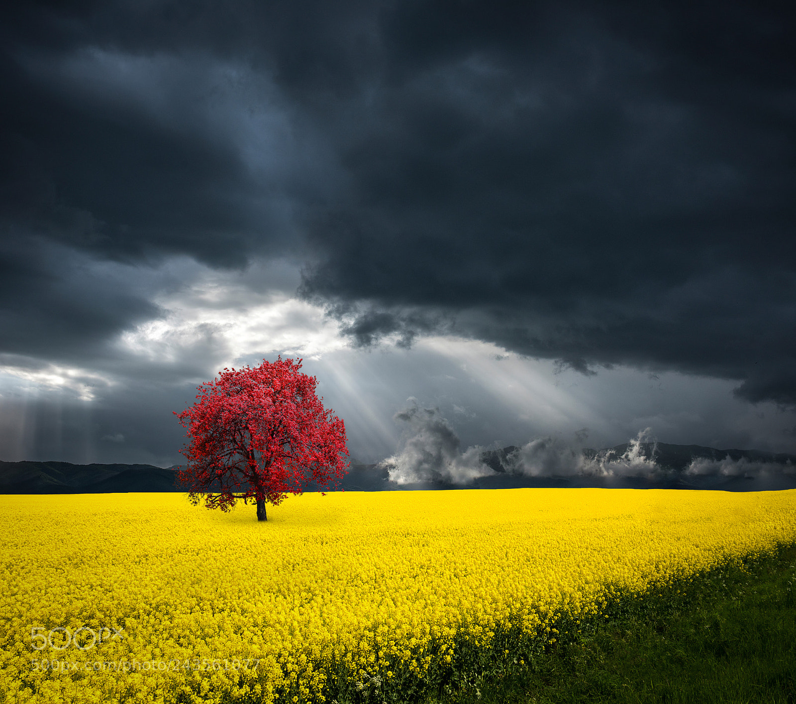 Nikon D810 sample photo. Red tree photography
