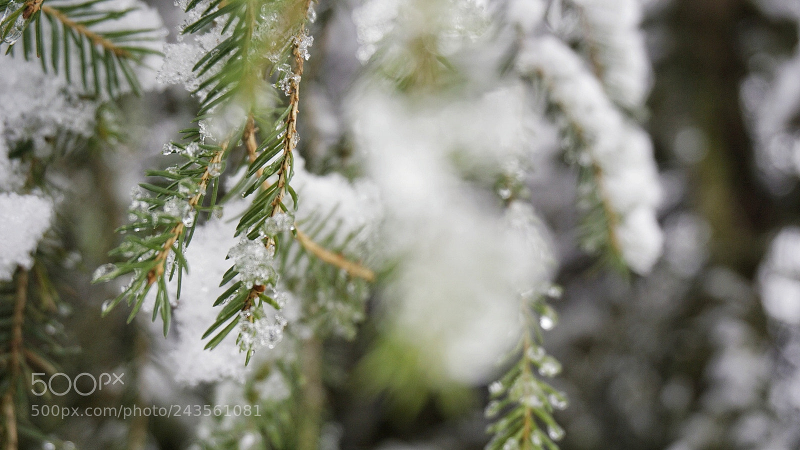 Sony a5100 sample photo. Perspective photography