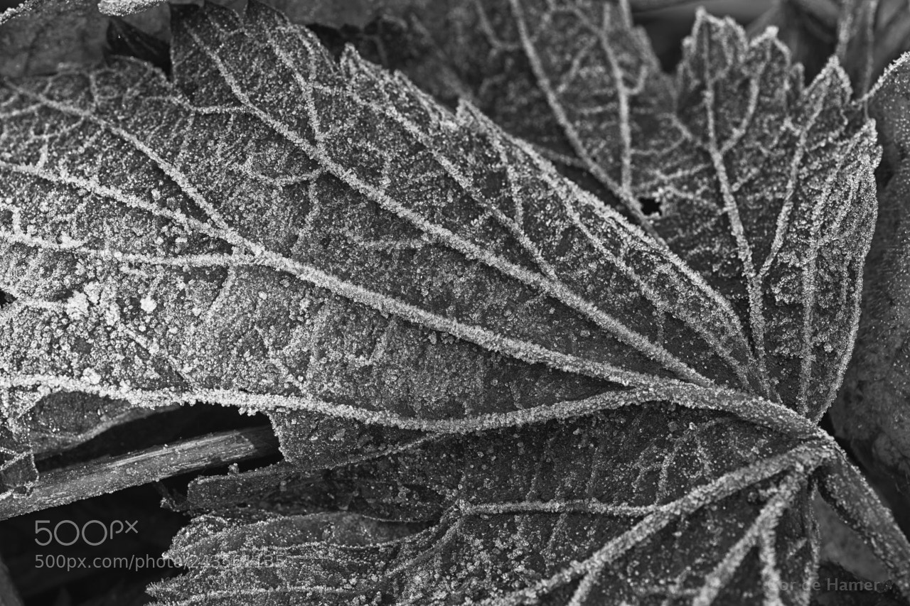 Sony SLT-A99V sample photo. Icy leaf structure photography