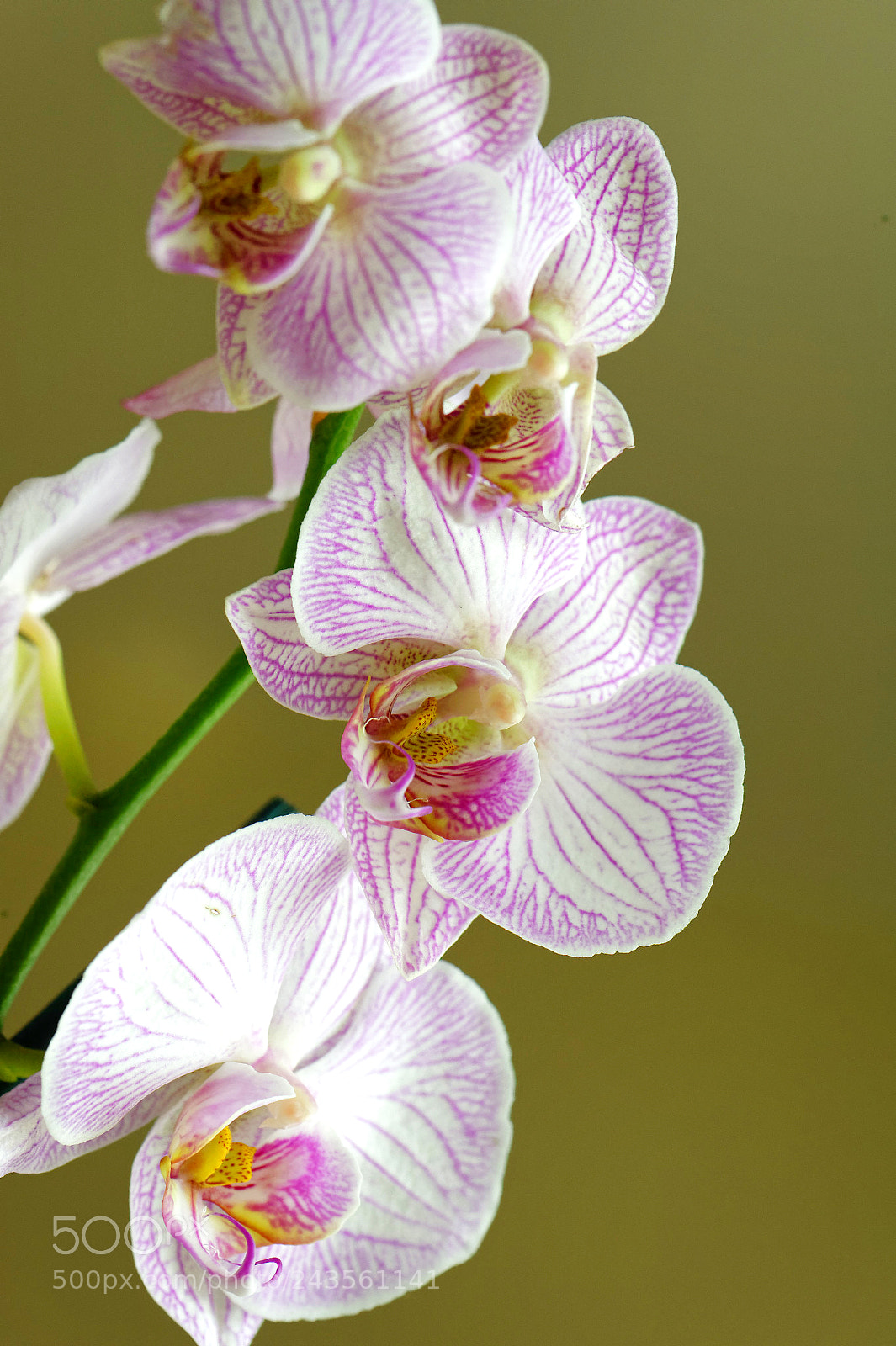 Nikon D4 sample photo. All seasons photography