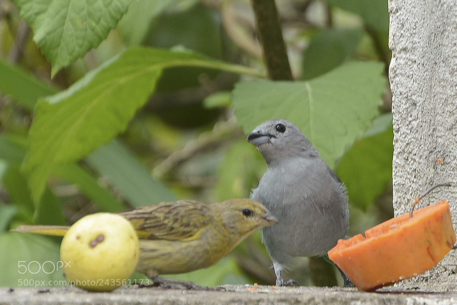 Nikon D7100 sample photo. Compartilhando o alimento. photography