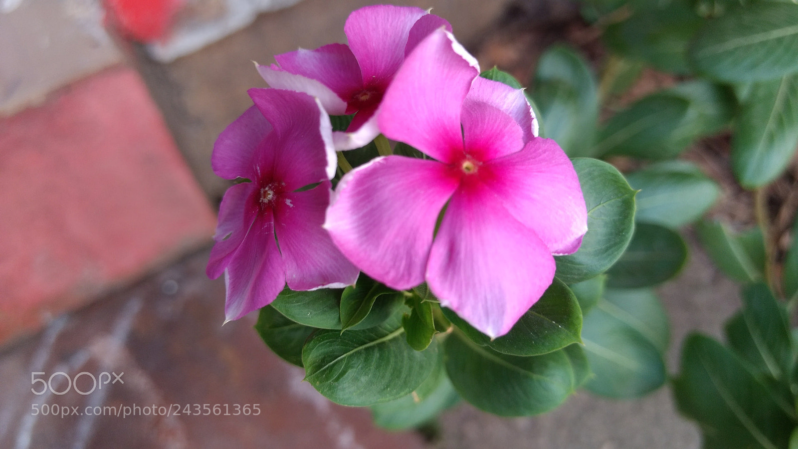 Motorola Moto G (4) sample photo. Macro photography