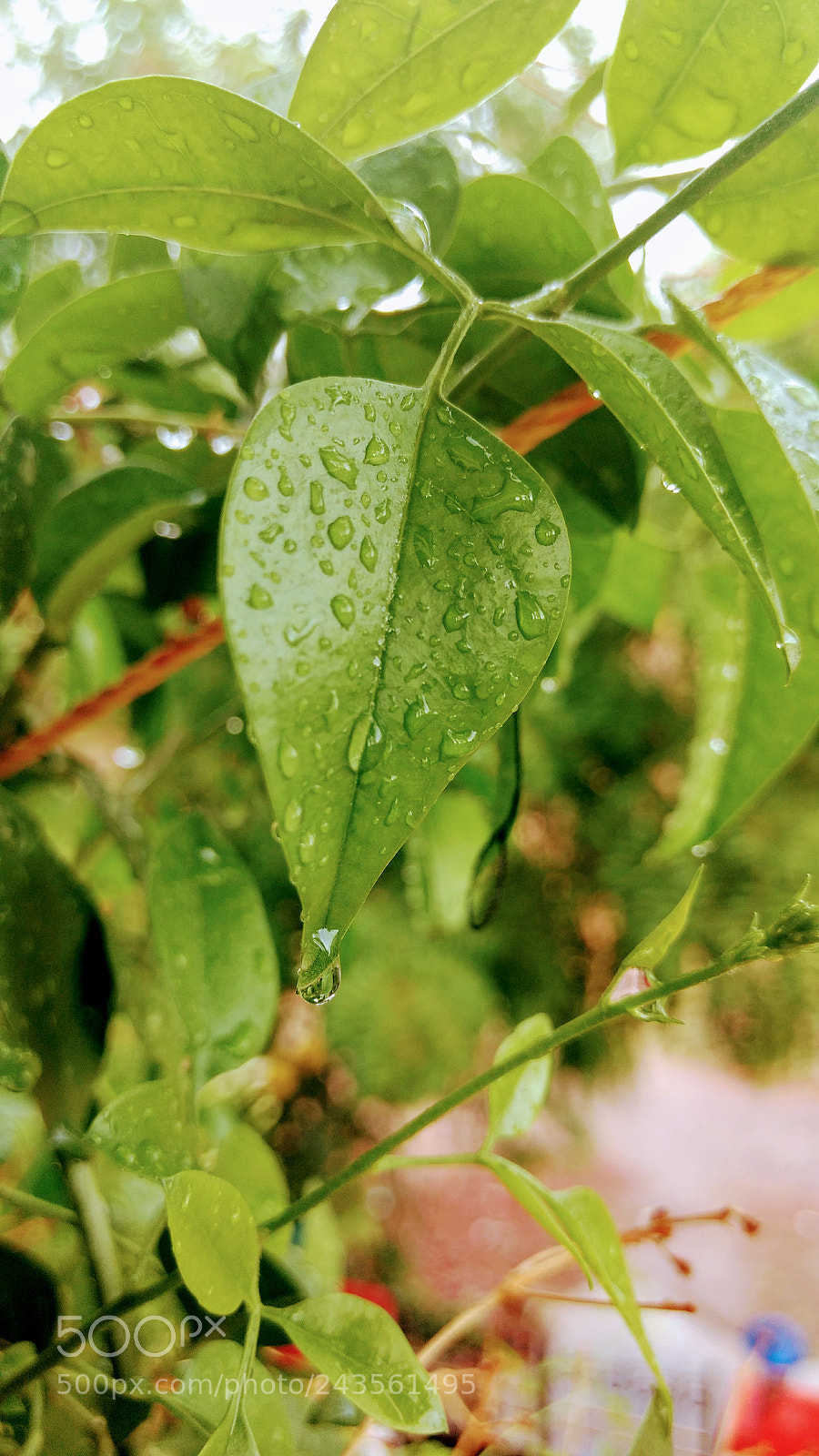 Motorola Moto G (4) sample photo. Waterdrops photography