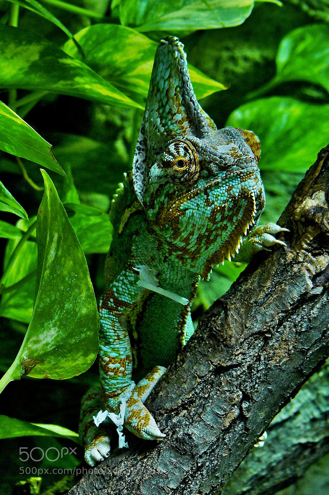 Panasonic DMC-FZ8 sample photo. Chameleon jemenský photography