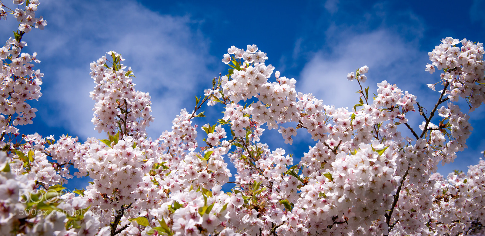 Nikon D800 sample photo. Sky blossoms photography