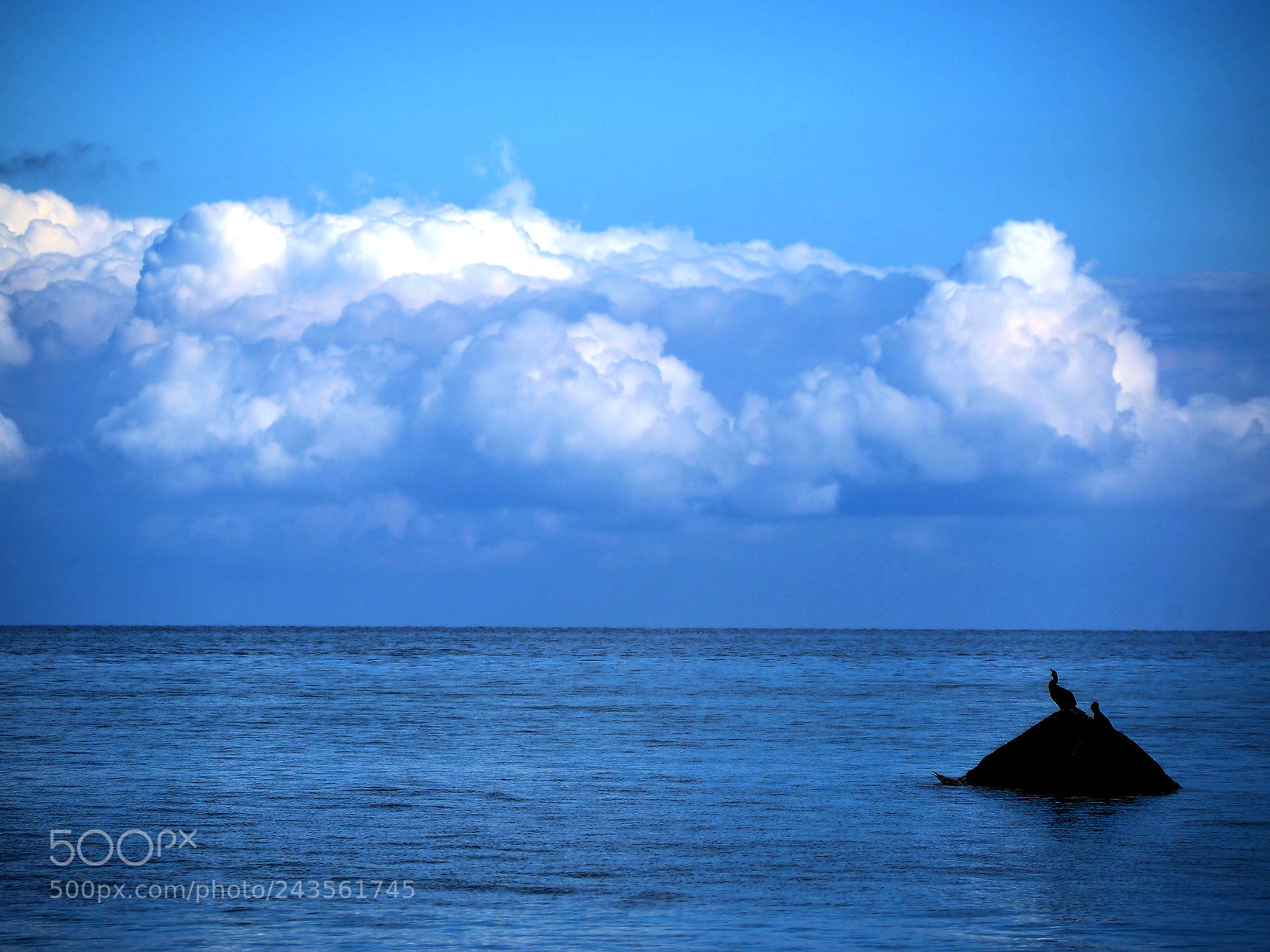 Olympus OM-D E-M10 sample photo. Cormorant/kormoran photography