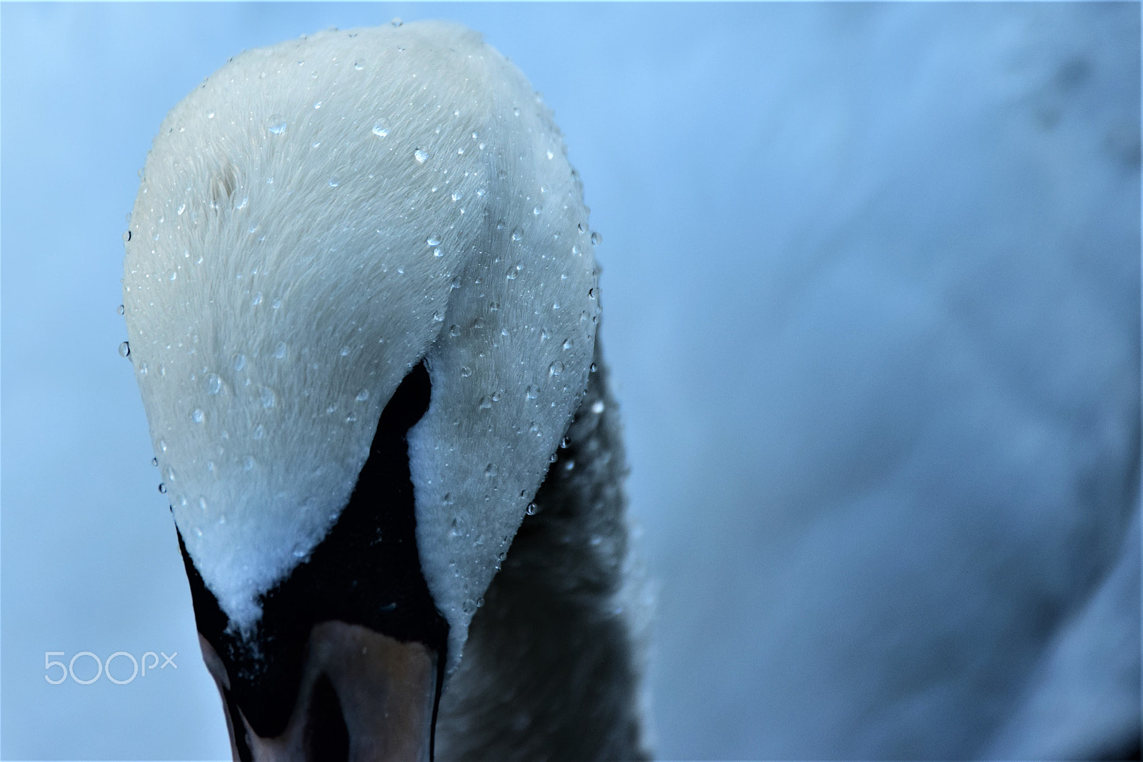 Nikon D5300 + Sigma 18-250mm F3.5-6.3 DC Macro OS HSM sample photo. Ice swan photography