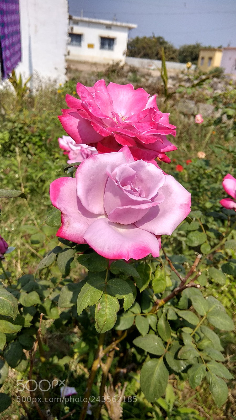 Xiaomi Redmi Note 4 sample photo. Beby pink flowers photography