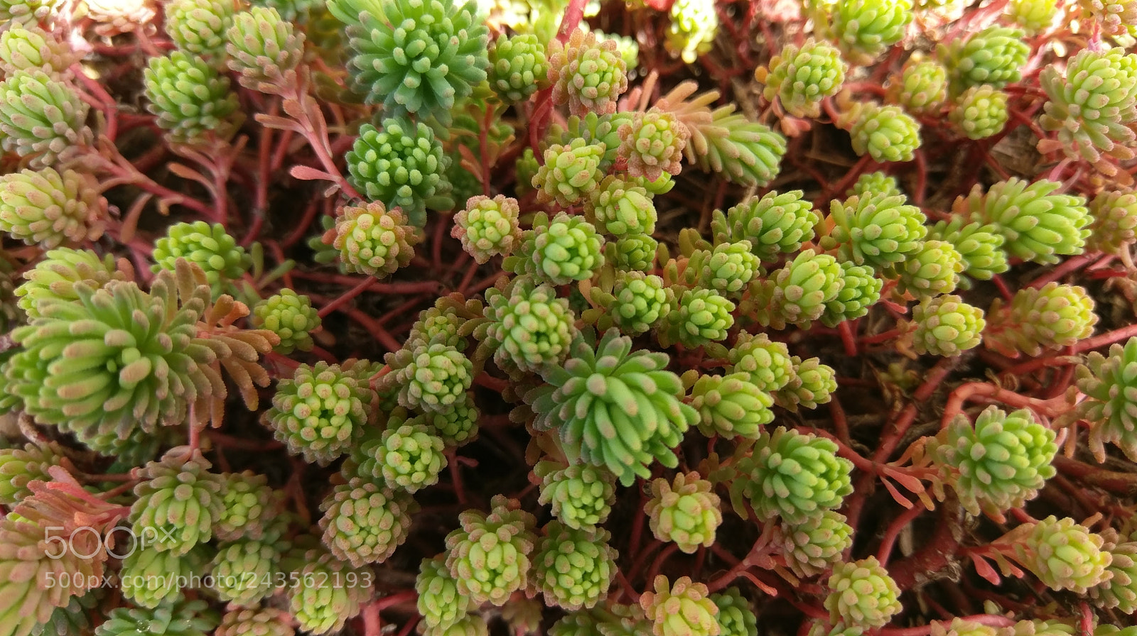 HTC 10 sample photo. Flower photography