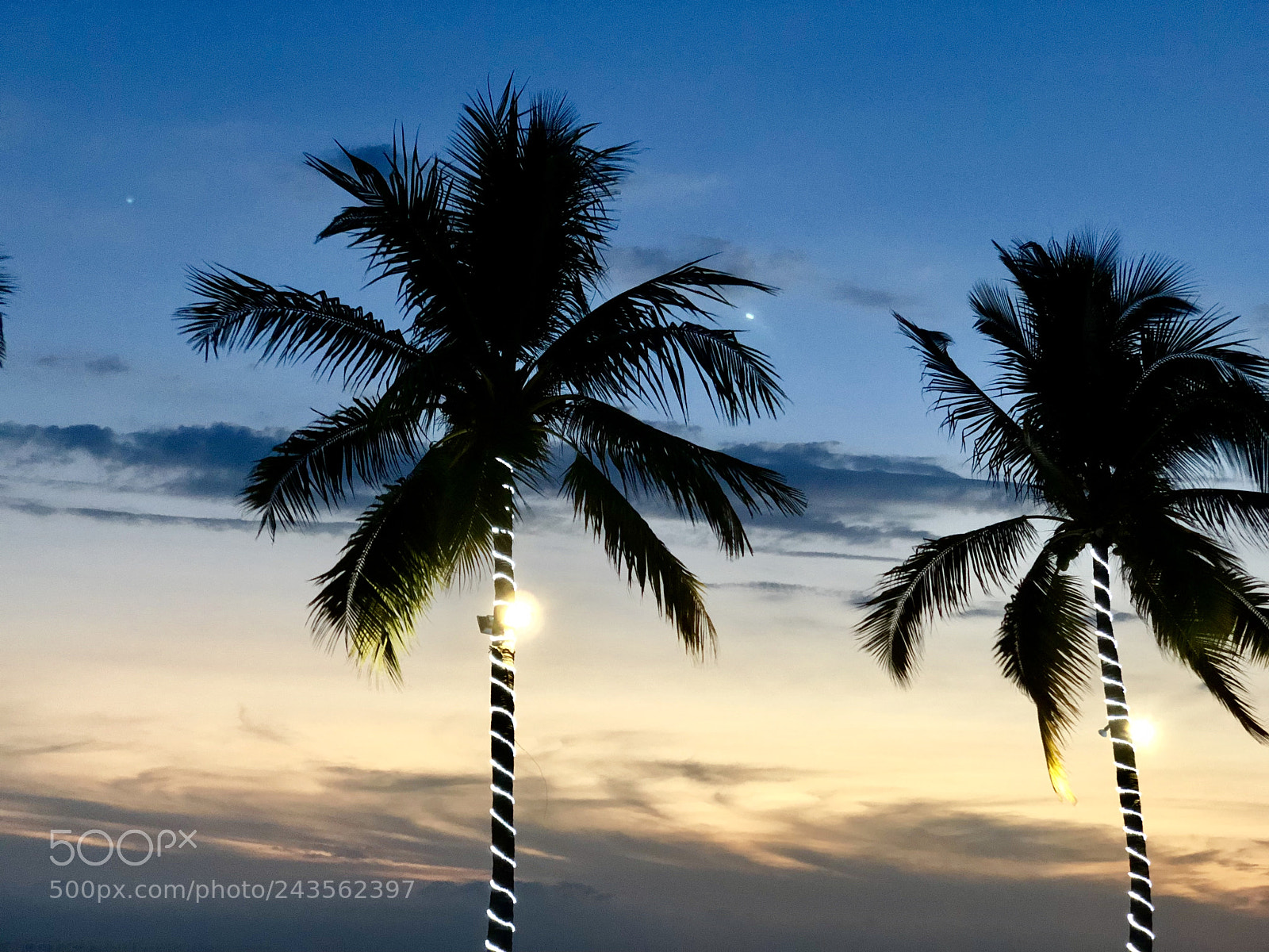 Apple iPhone X sample photo. Palms visit my webpage photography