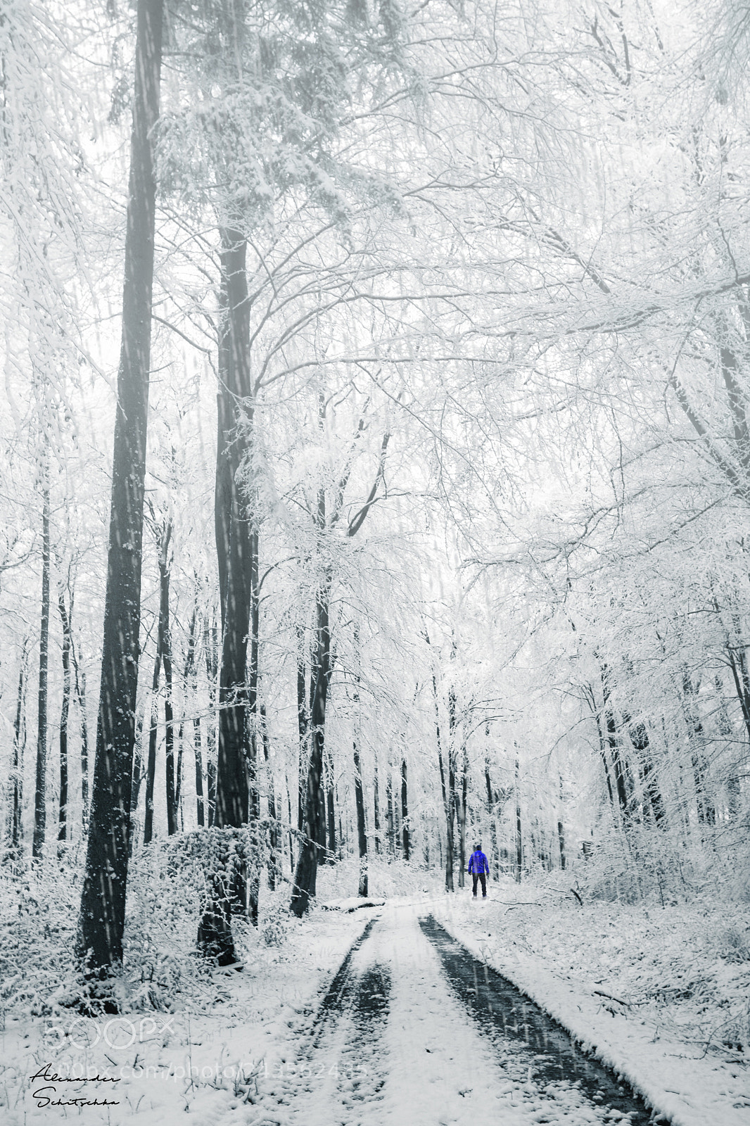 Sony a7 sample photo. White forest photography