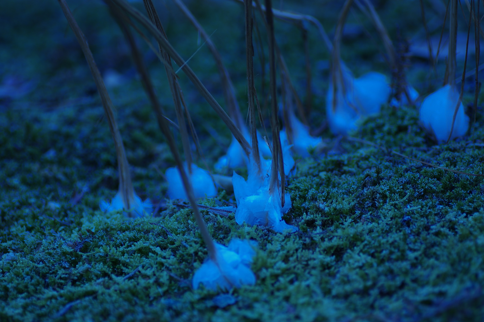 Pentax K-3 II sample photo. 氷の華　ice flower photography