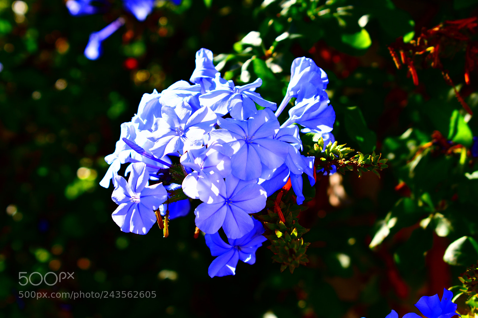 Nikon D3400 sample photo. Blue flowers photography