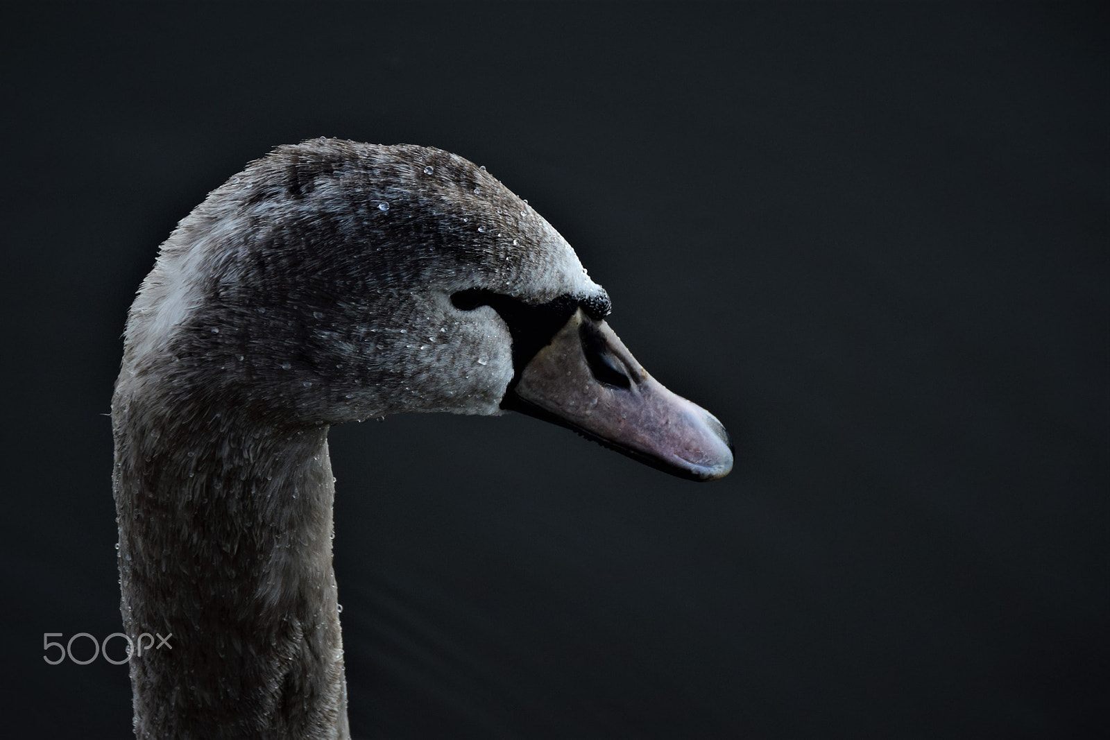 Sigma 18-250mm F3.5-6.3 DC Macro OS HSM sample photo. Wet swan photography