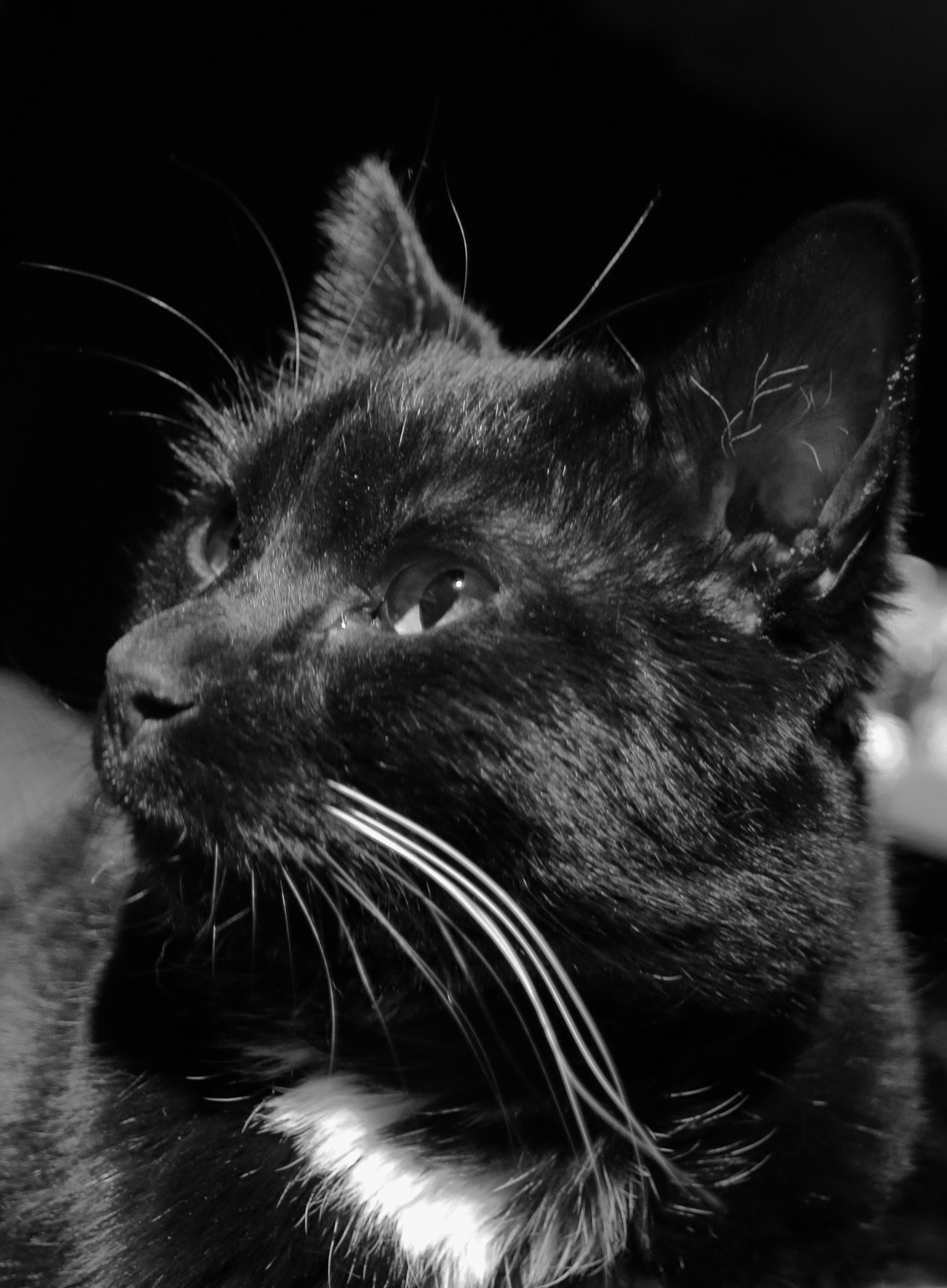 Canon EOS 200D (EOS Rebel SL2 / EOS Kiss X9) sample photo. Whiskers photography