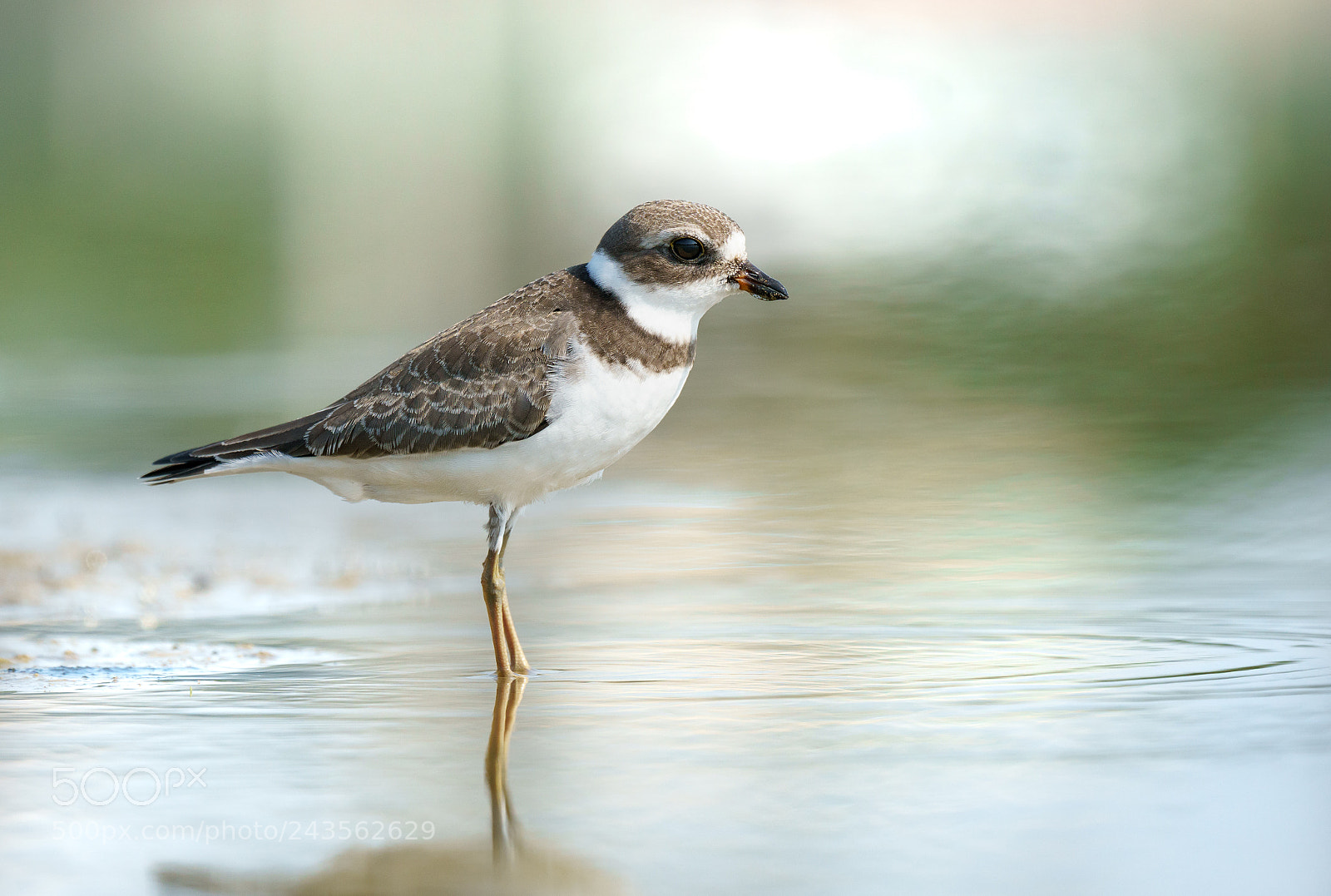 Sony a6300 sample photo. Plover bokeh! photography