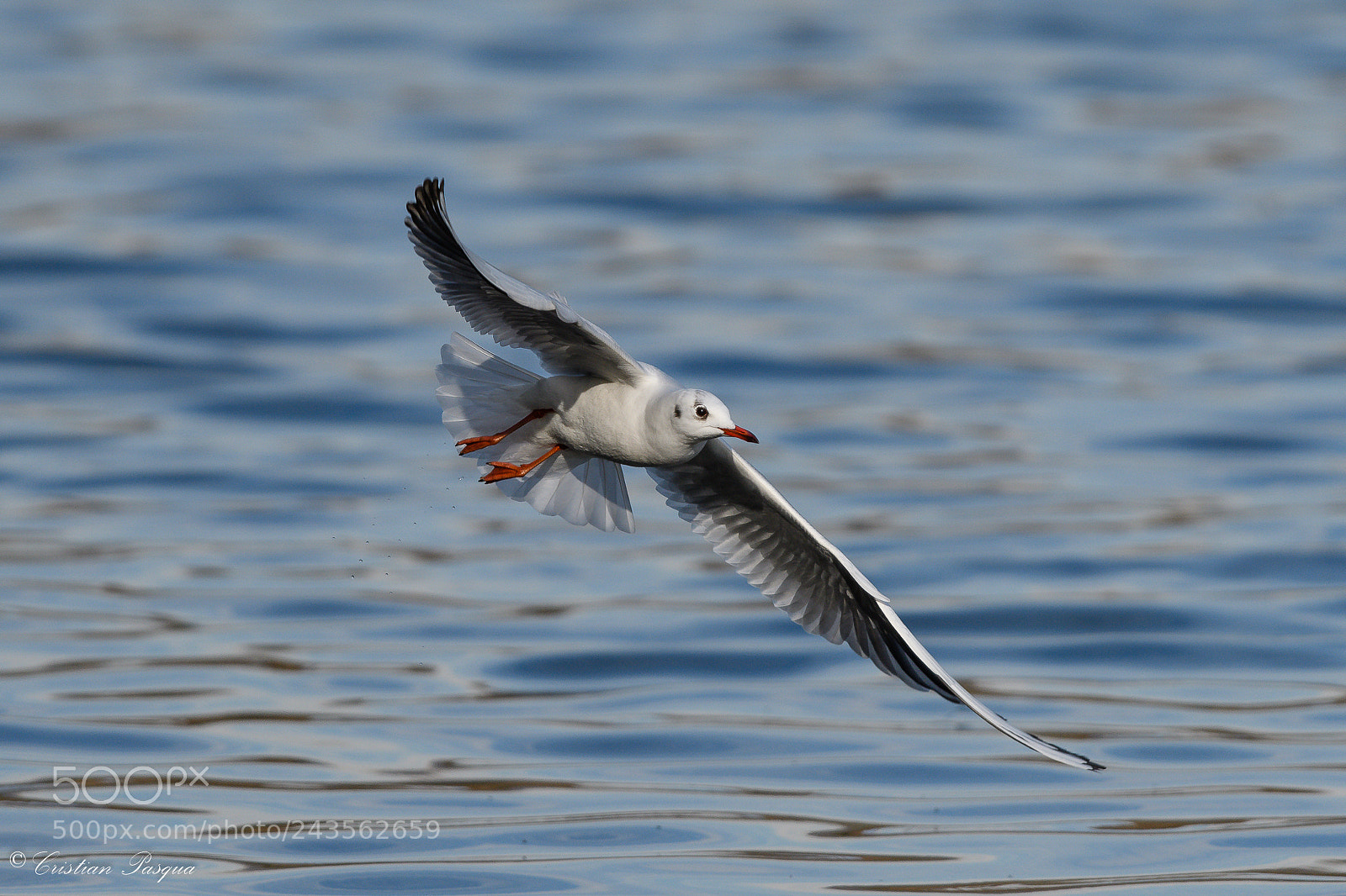 Nikon D500 sample photo. Seagull photography