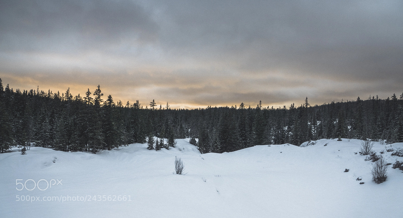 Sony ILCA-77M2 sample photo. Wolf land photography