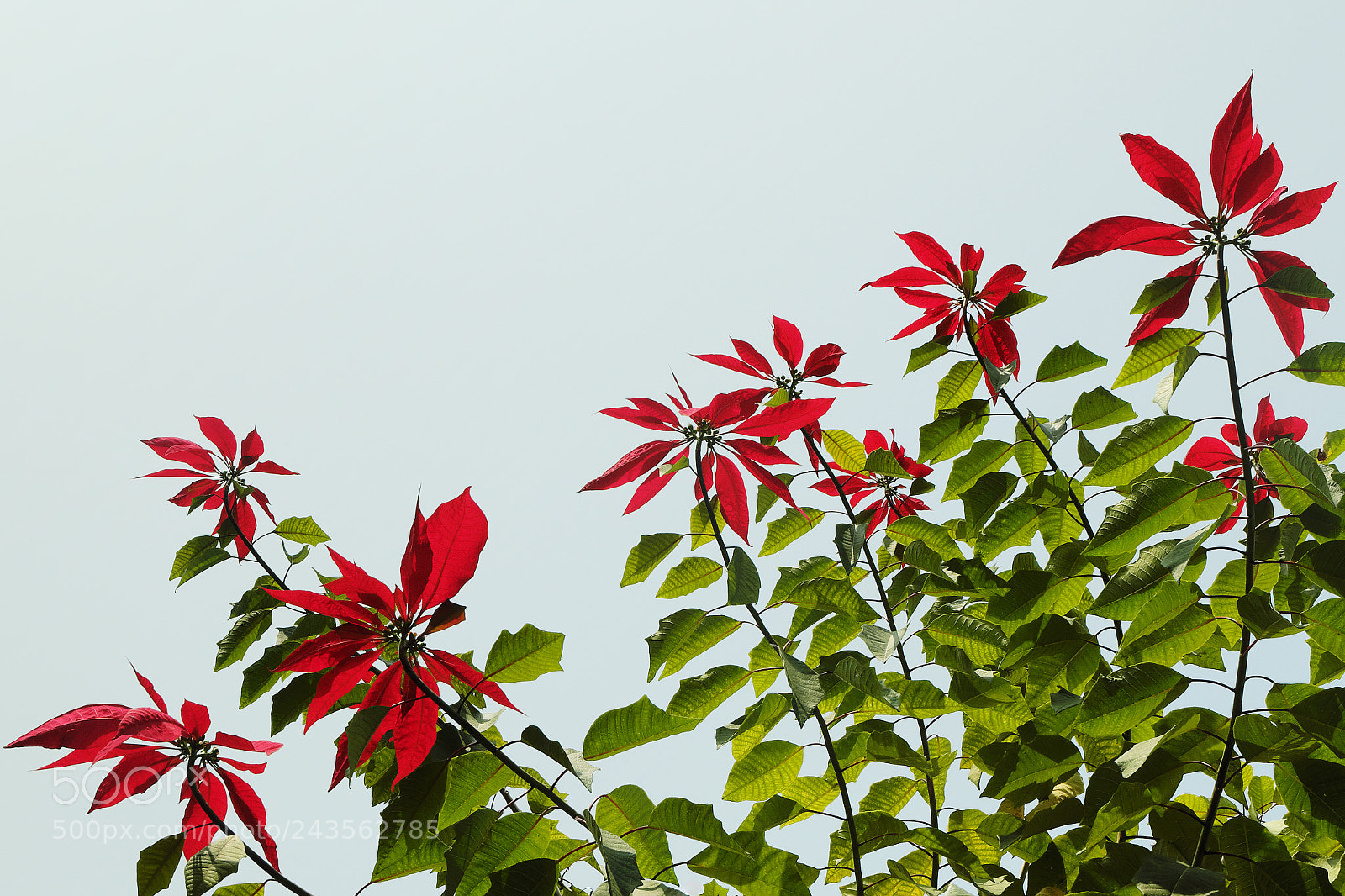 Fujifilm X-T10 sample photo. Red nepalese flowers photography