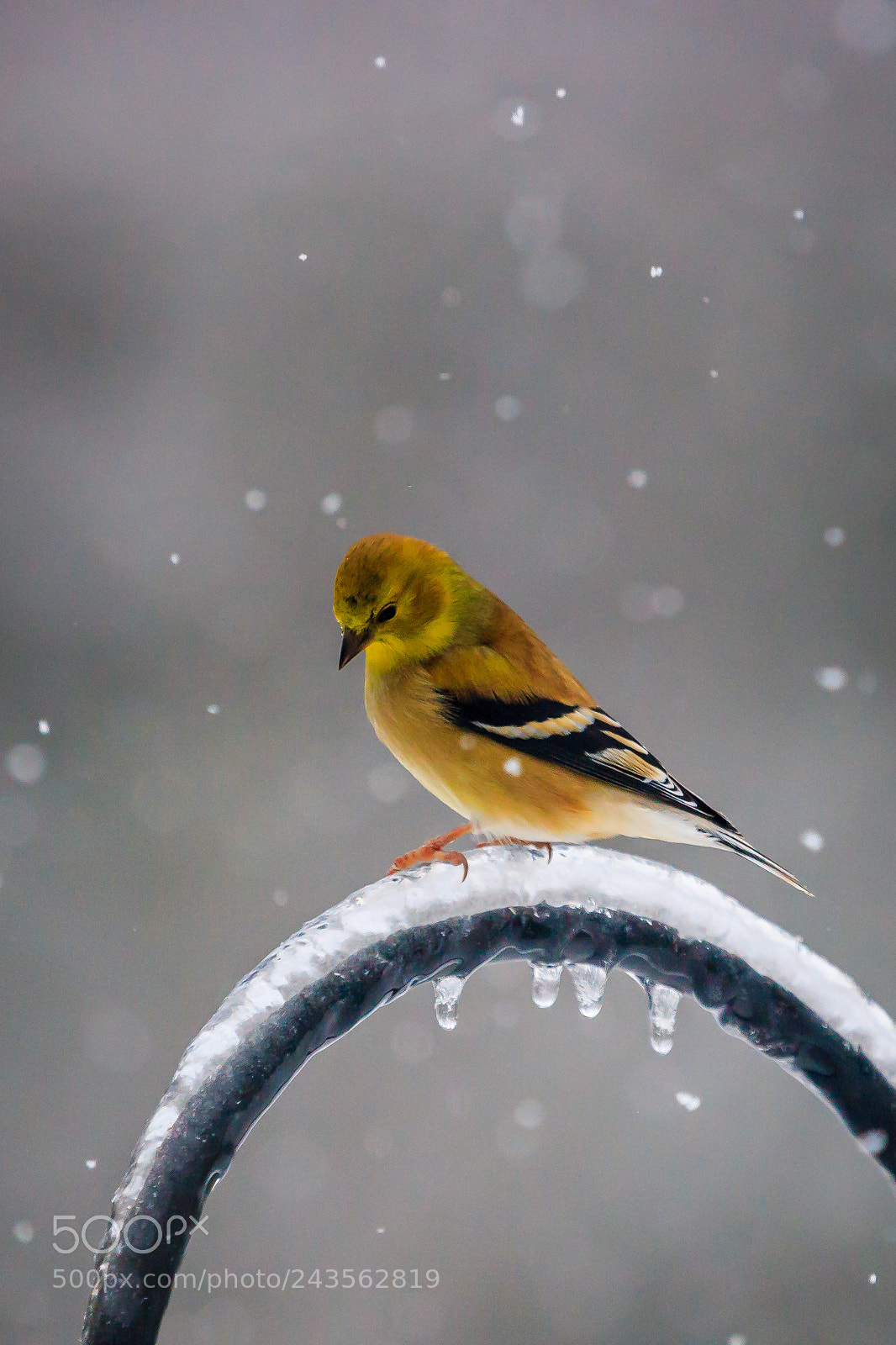 Canon EOS-1D Mark III sample photo. 1i8w1483-3.jpg photography