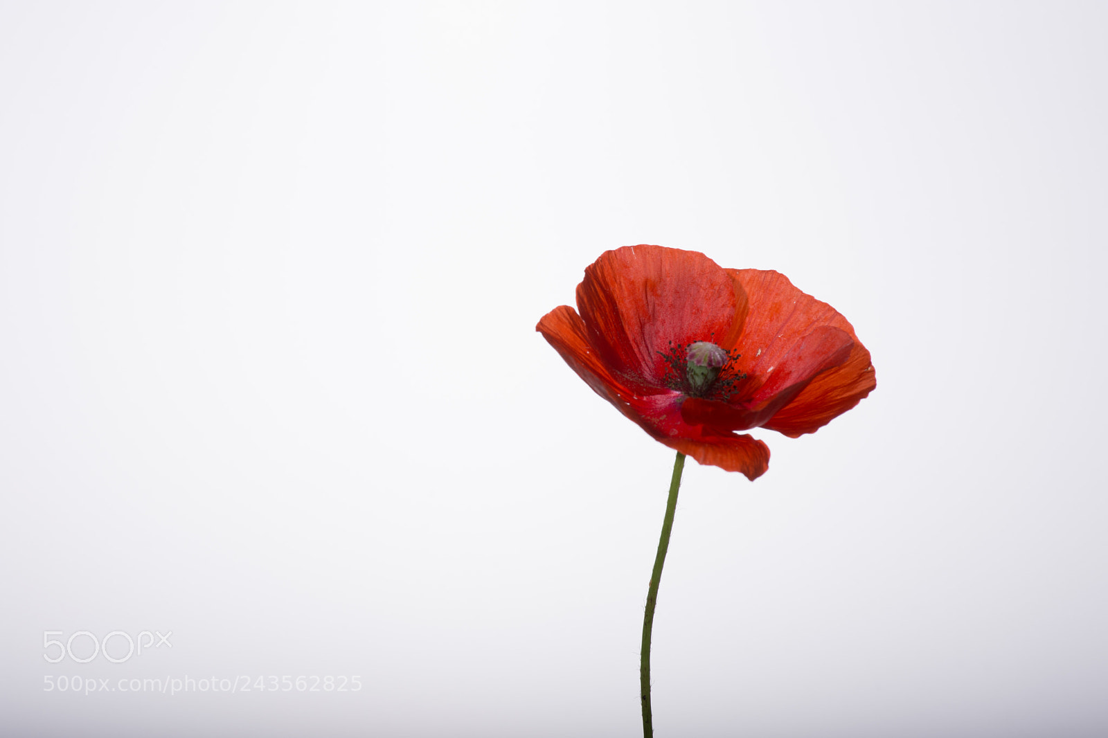 Nikon D7200 sample photo. Klatschmohn photography