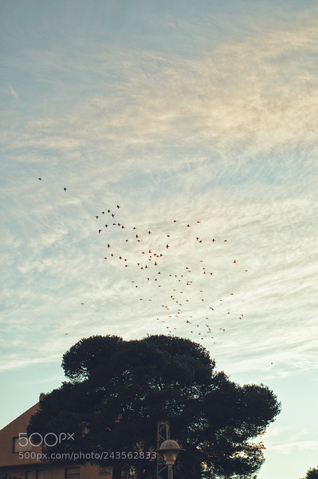 Nikon D3200 sample photo. Blackbirds photography