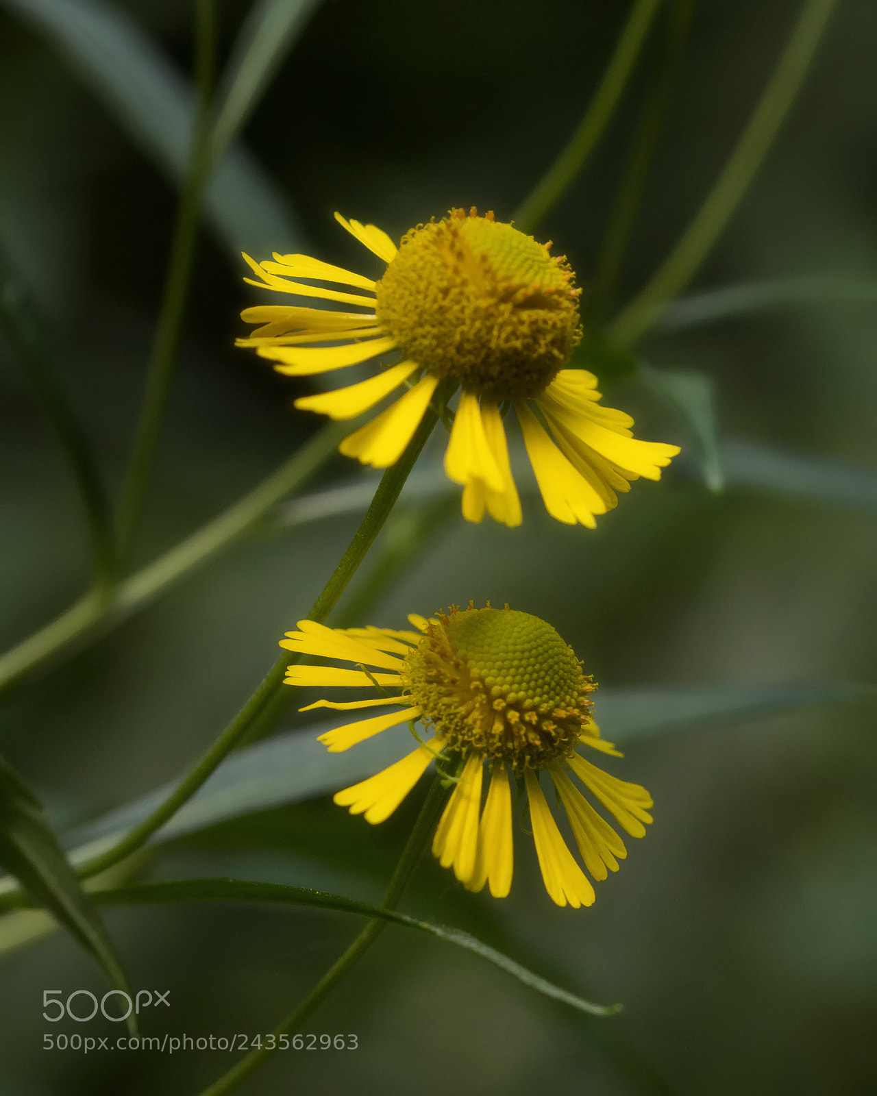 Nikon D7100 sample photo. Autumn sneezeweed photography