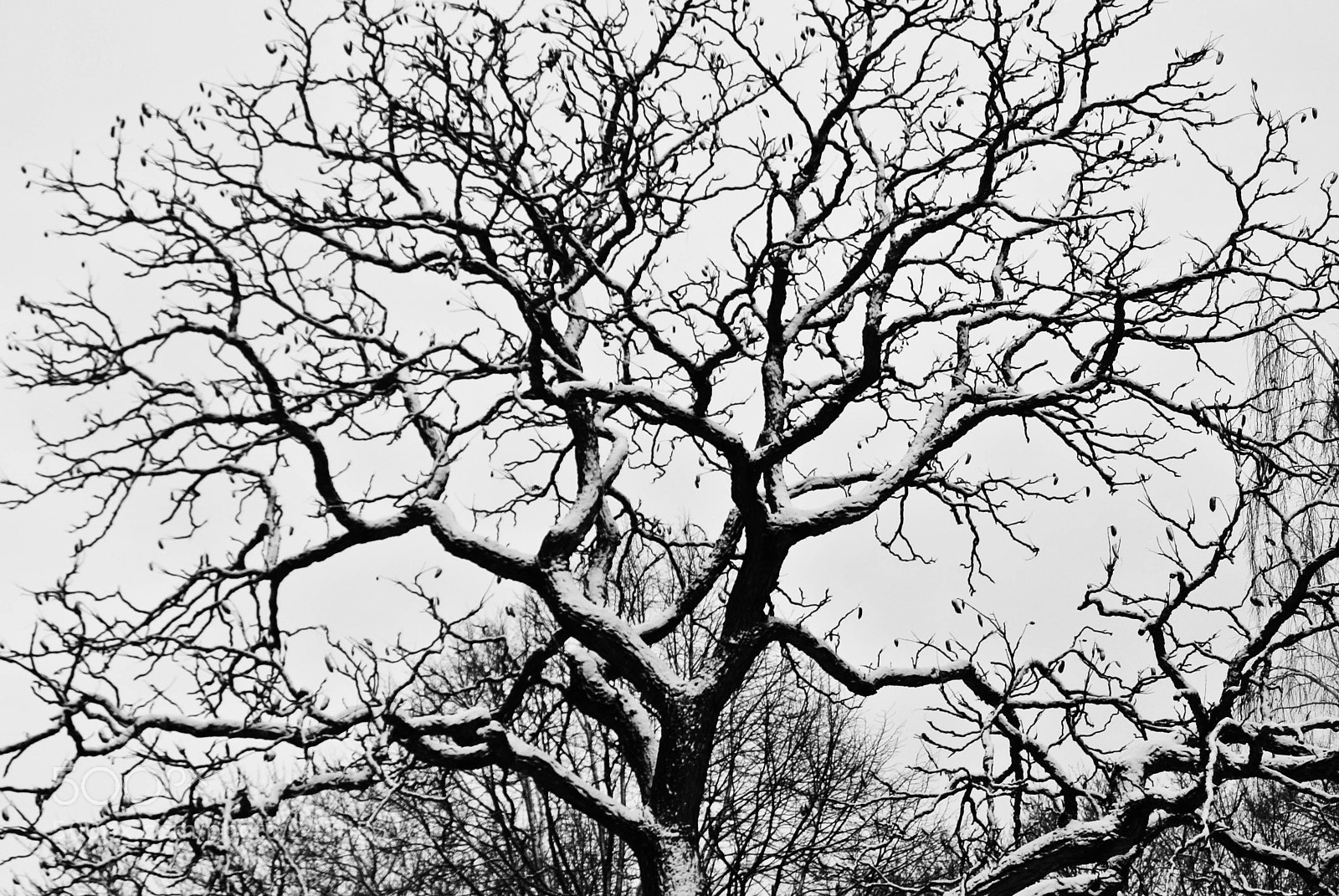 Nikon 1 V1 sample photo. Graceland cemetery after the photography