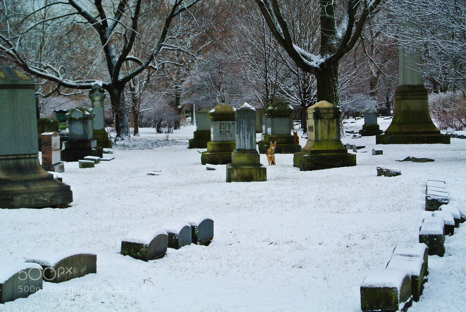 Nikon 1 V1 sample photo. Graceland cemetery after the photography