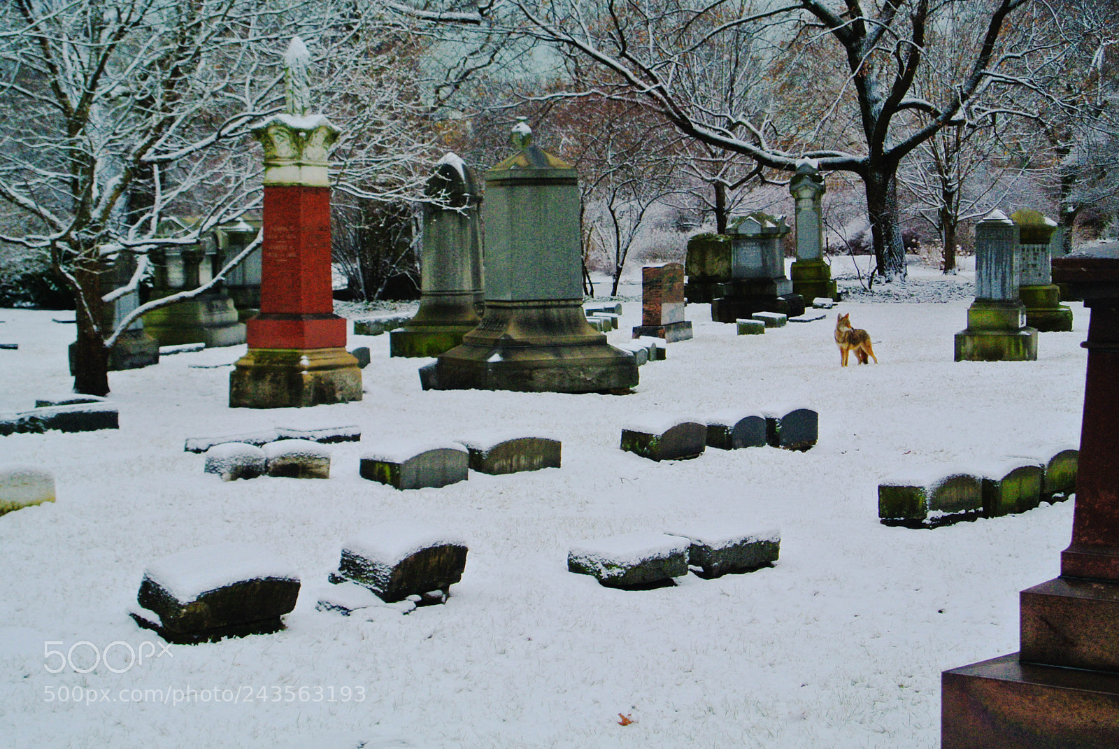 Nikon 1 V1 sample photo. Graceland cemetery after the photography