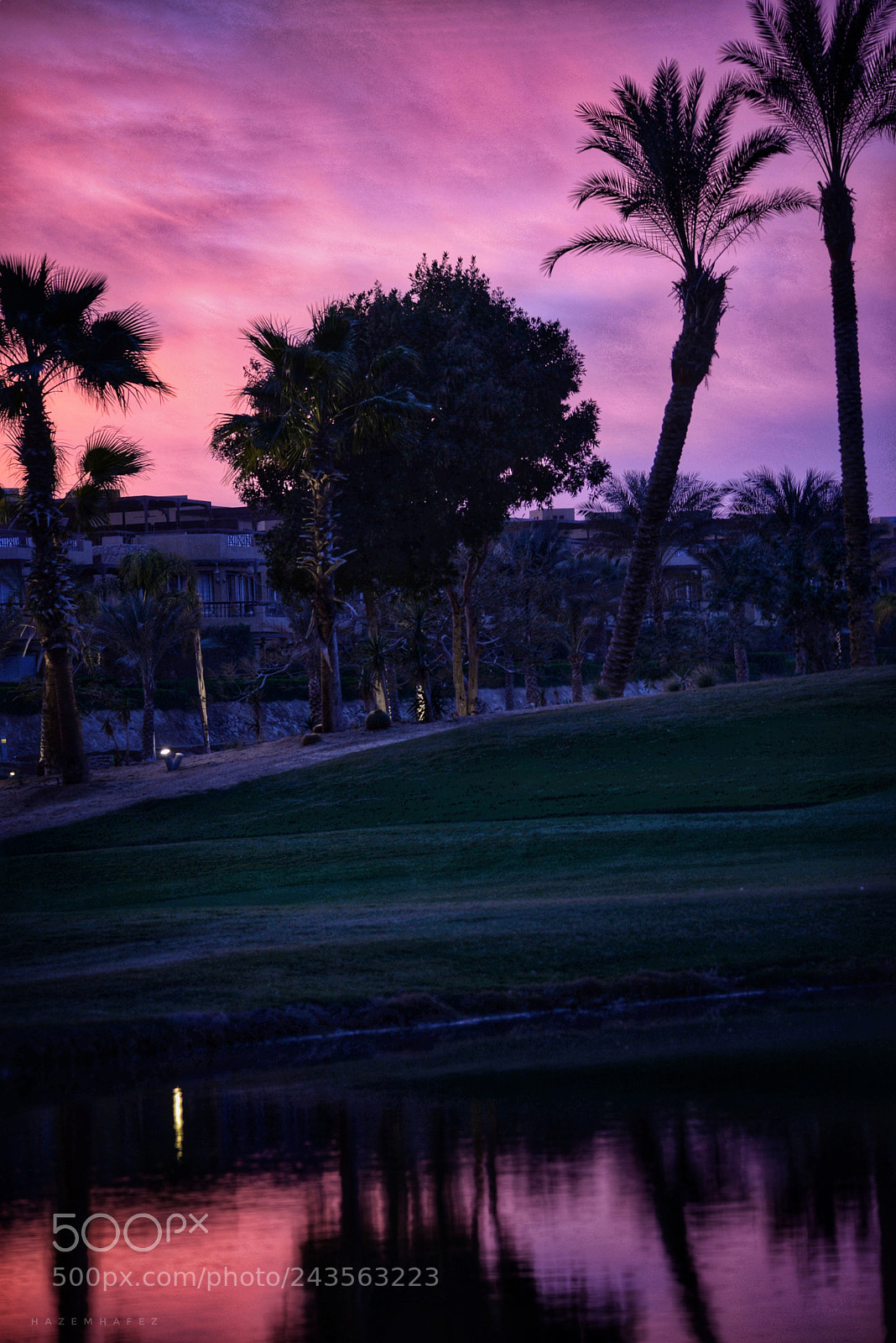 Nikon D610 sample photo. Purple .. photography