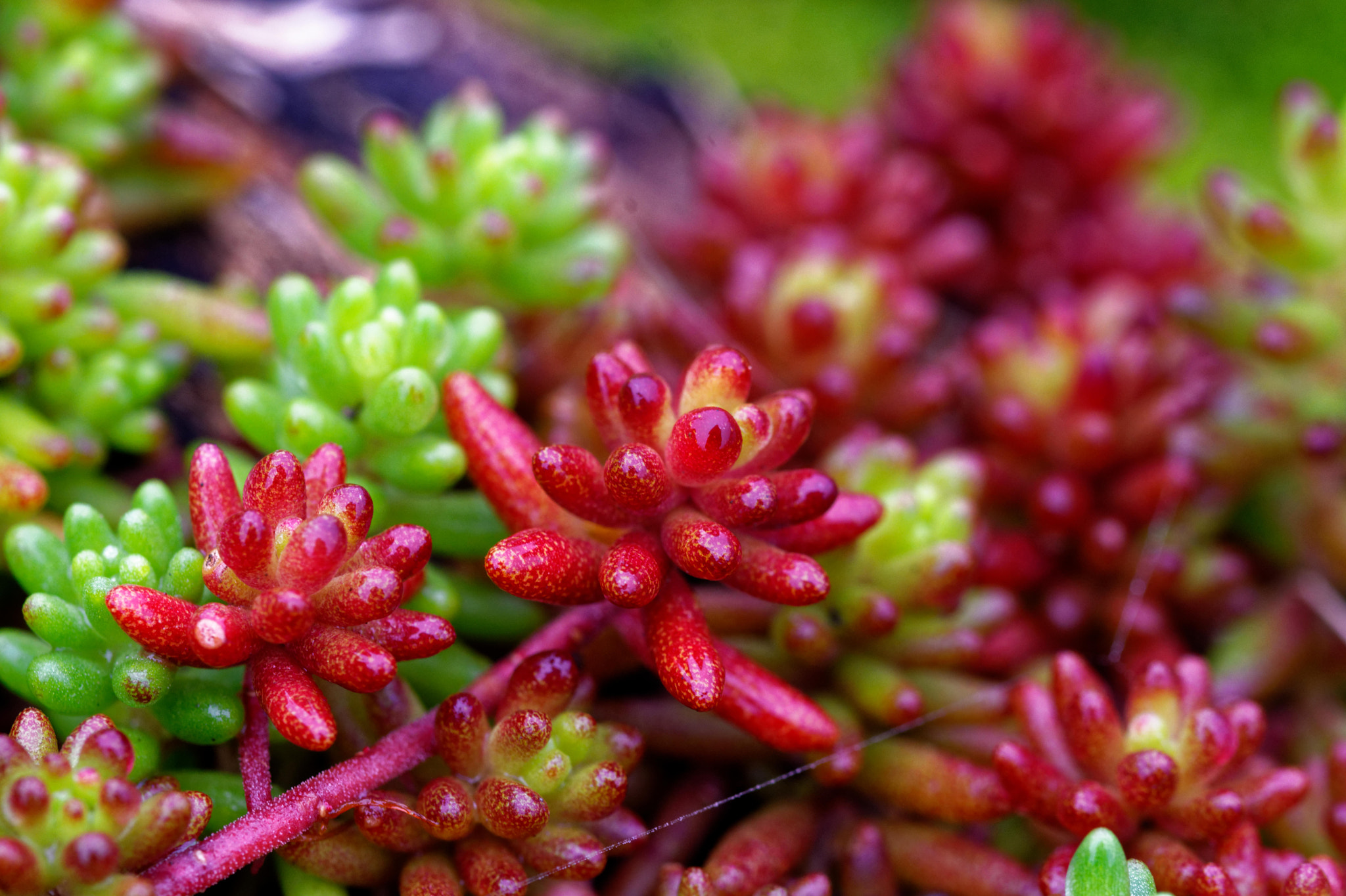 Sigma 105mm F2.8 EX DG OS HSM sample photo. Sedum photography
