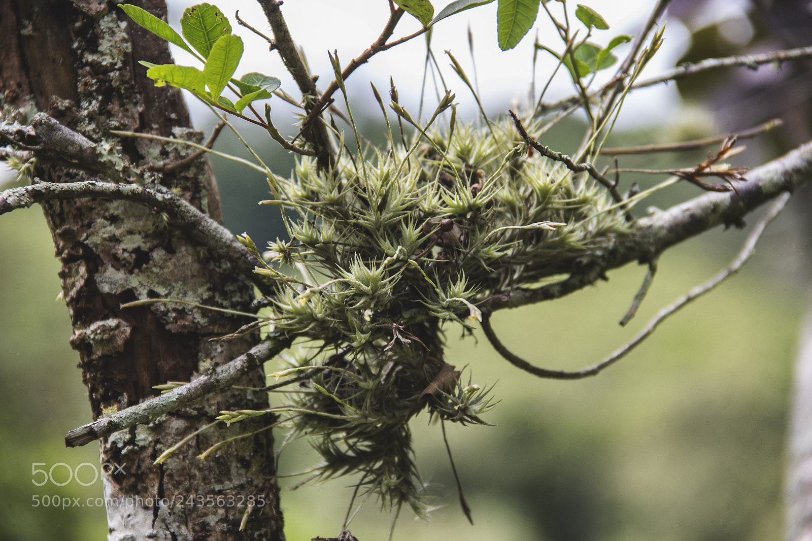 Canon EOS 60D sample photo. Nature photography