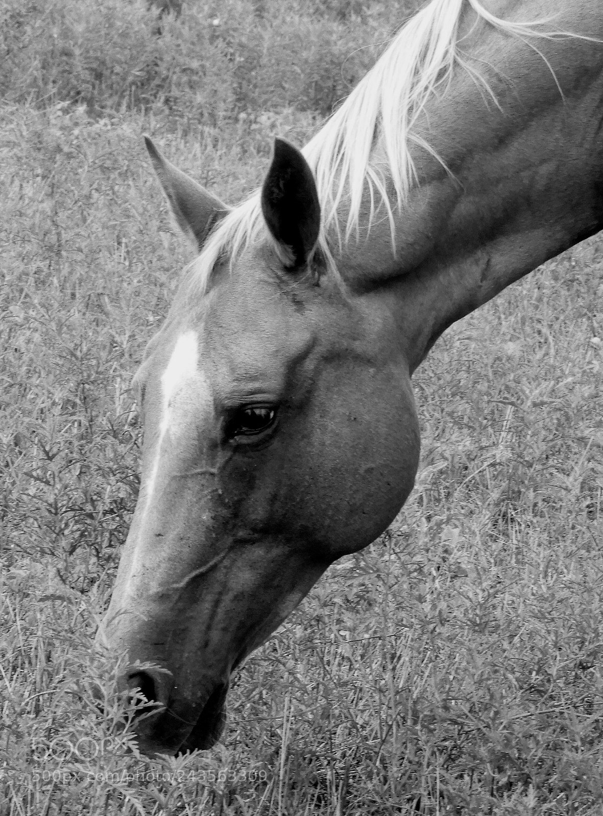 Nikon Coolpix B700 sample photo. Horse photography