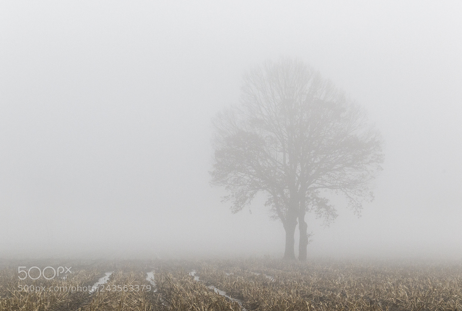 Canon EOS 7D Mark II sample photo. Baumgruppe auf stoppelacker photography