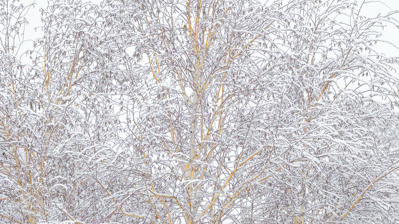 Fujifilm X-T20 sample photo. Winter trees photography