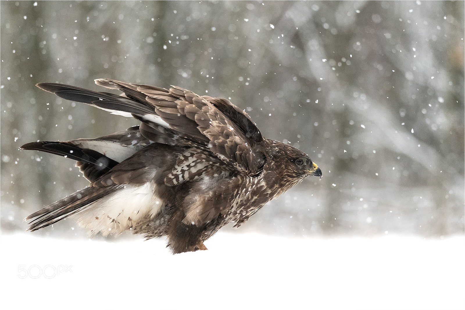 Nikon D850 sample photo. In the snow! photography