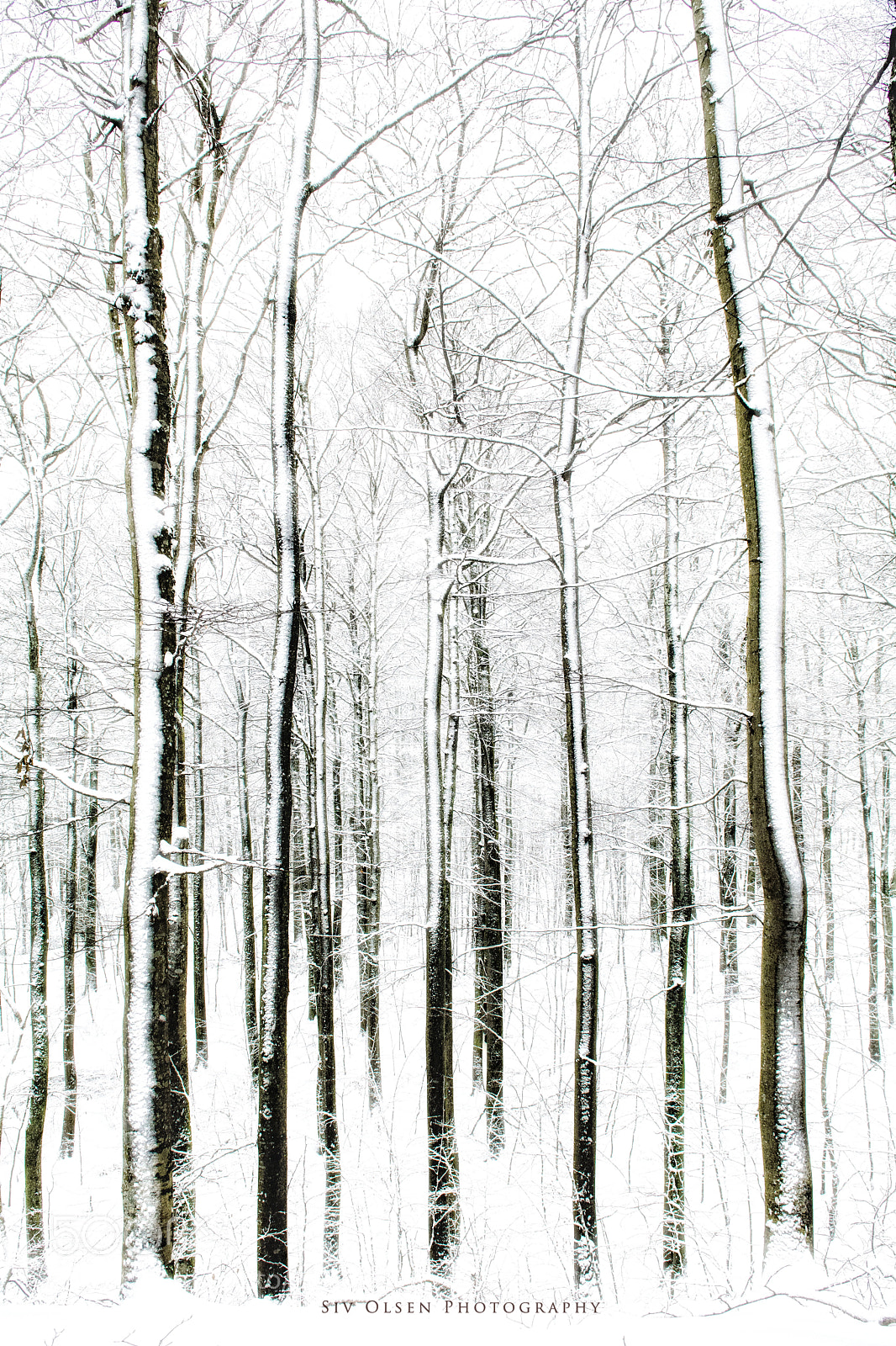 Nikon D7100 sample photo. ~ winter in bøkeskogen ~ photography