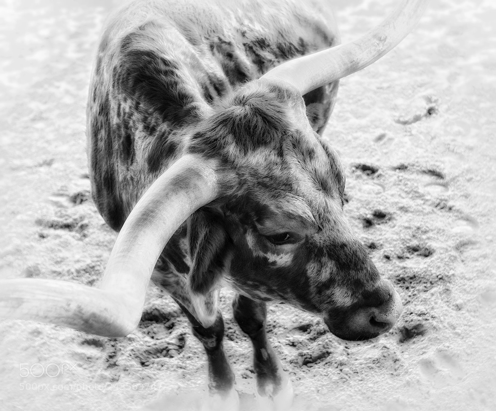 Fujifilm X-T1 sample photo. The fort worth herd photography
