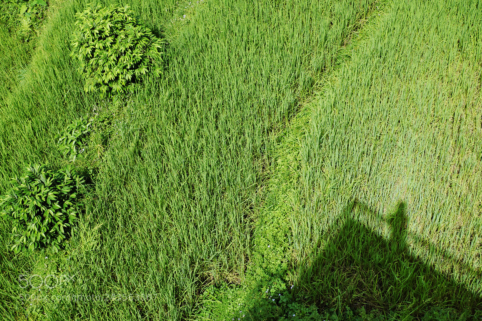 Fujifilm X-T10 sample photo. Bright green wavy grass photography