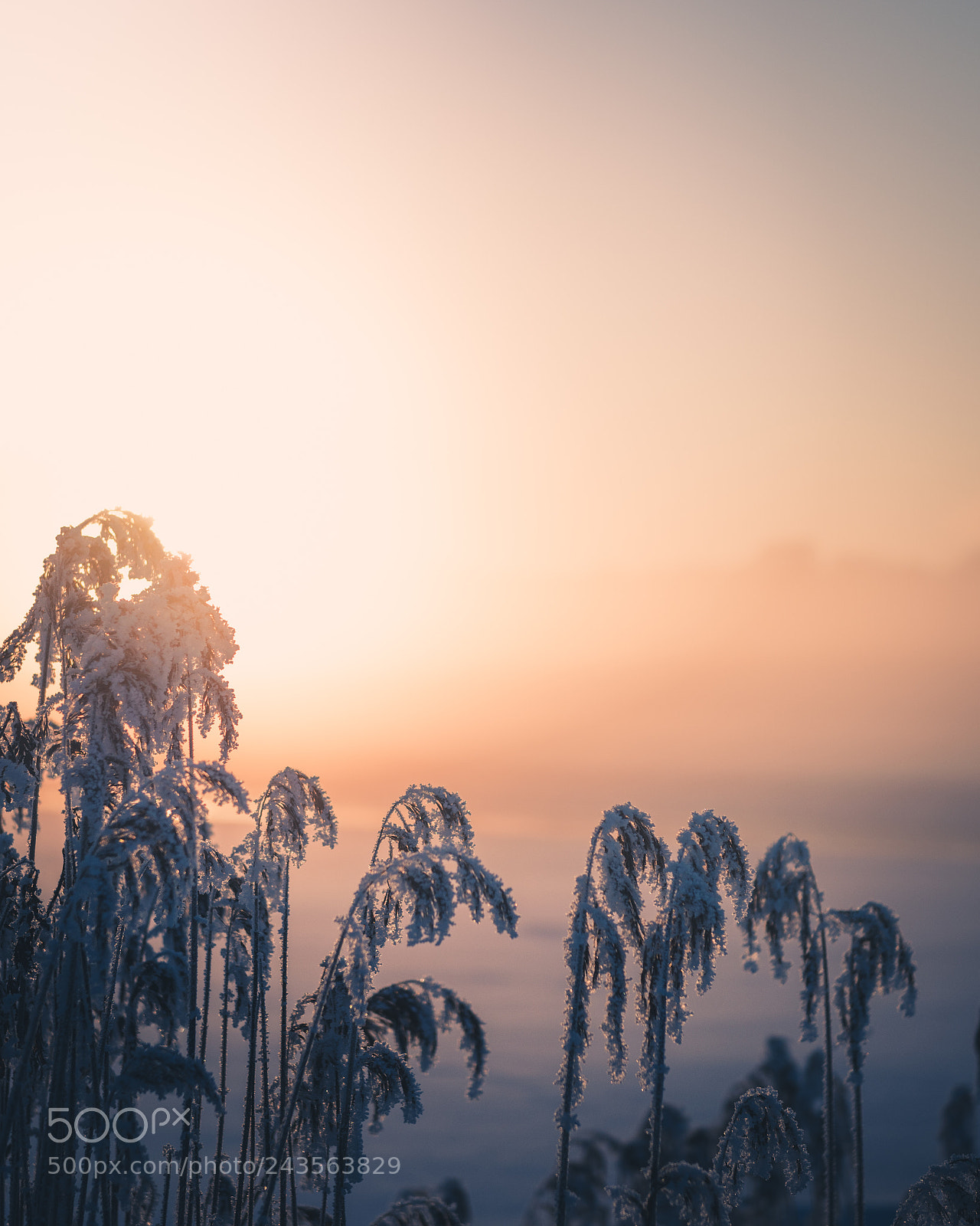 Nikon D810 sample photo. Winter frost photography