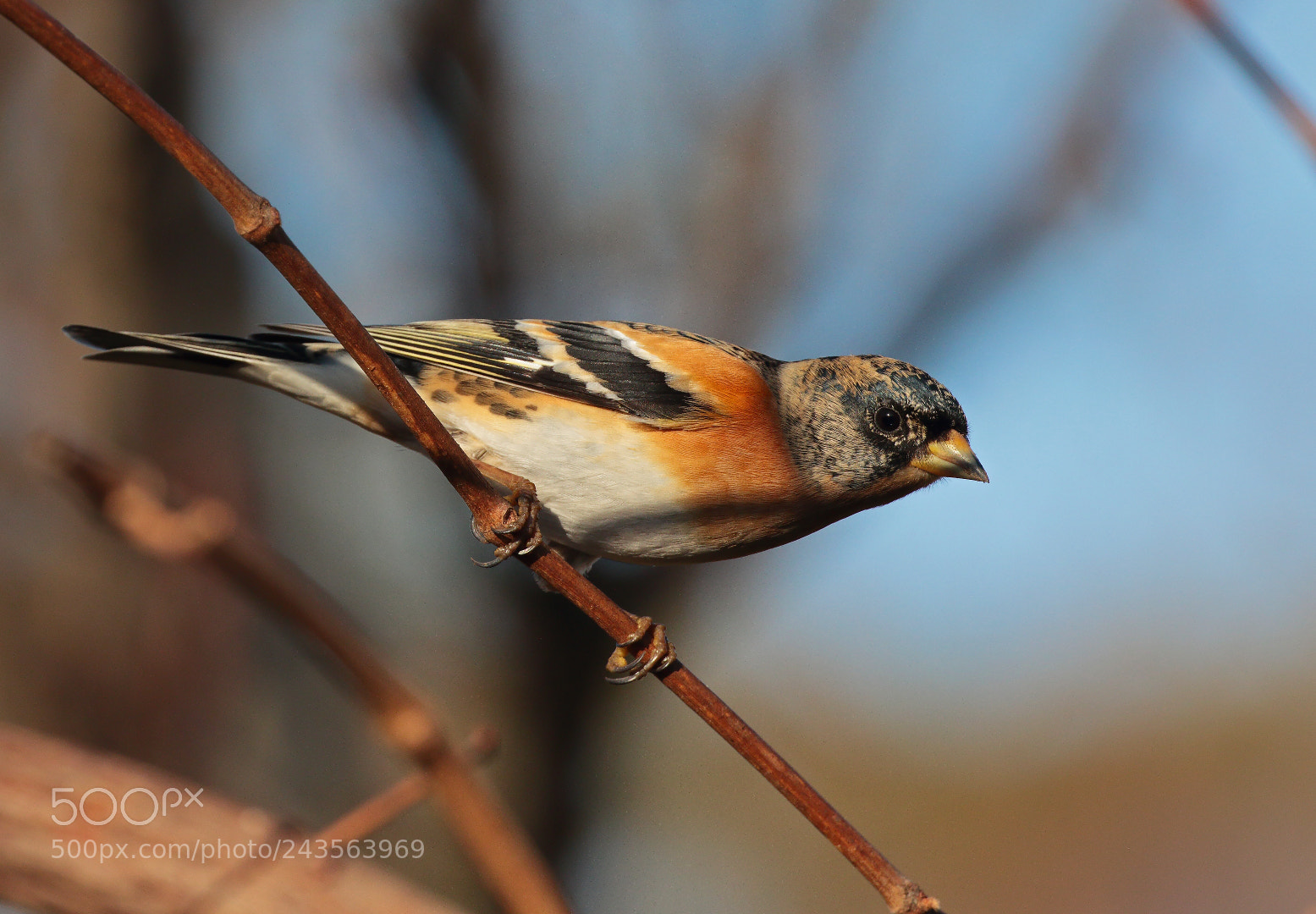 Canon EOS 7D Mark II sample photo. Brambling photography