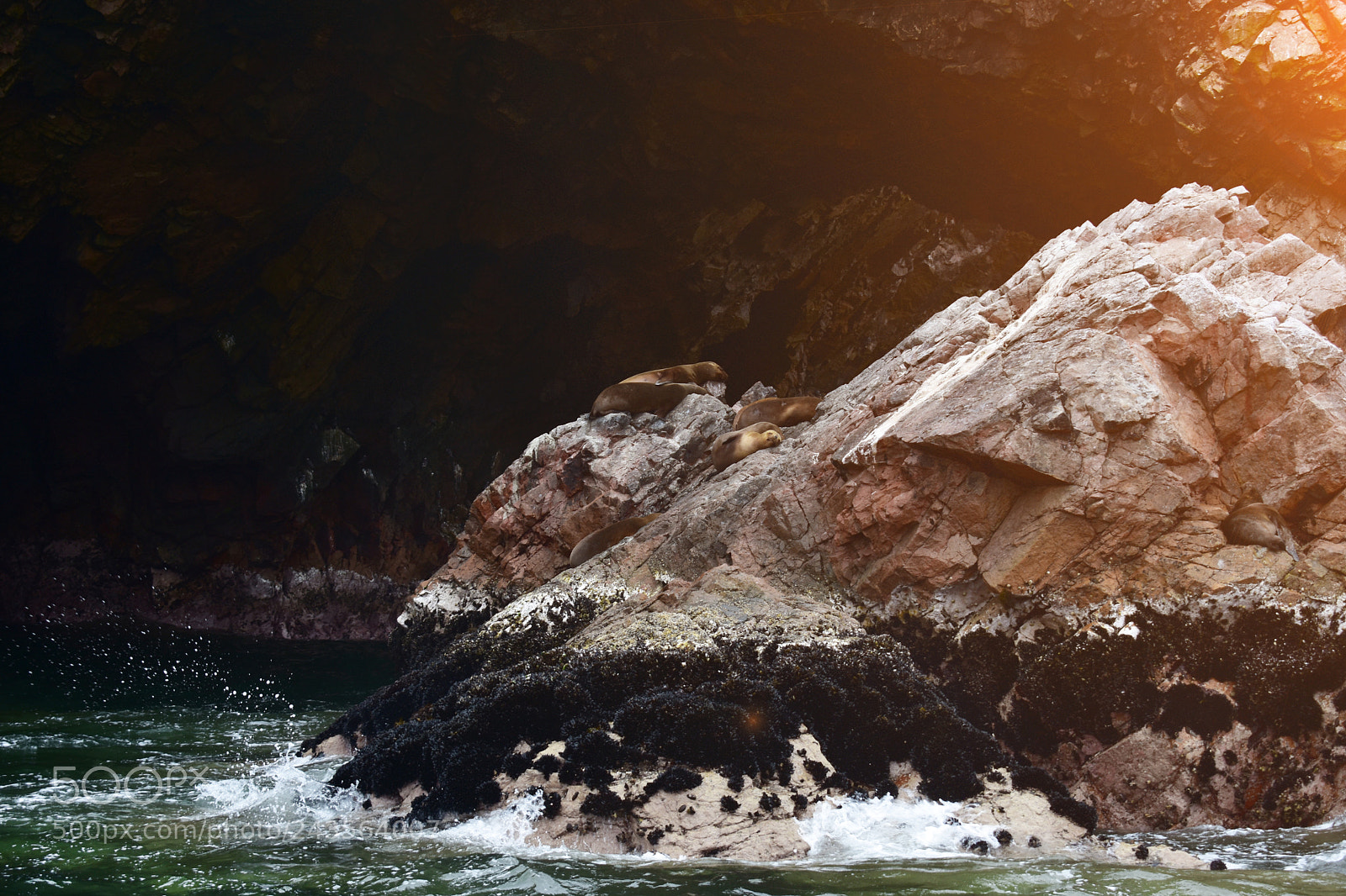 Nikon D3400 sample photo. Islas ballestas lobos marinos photography