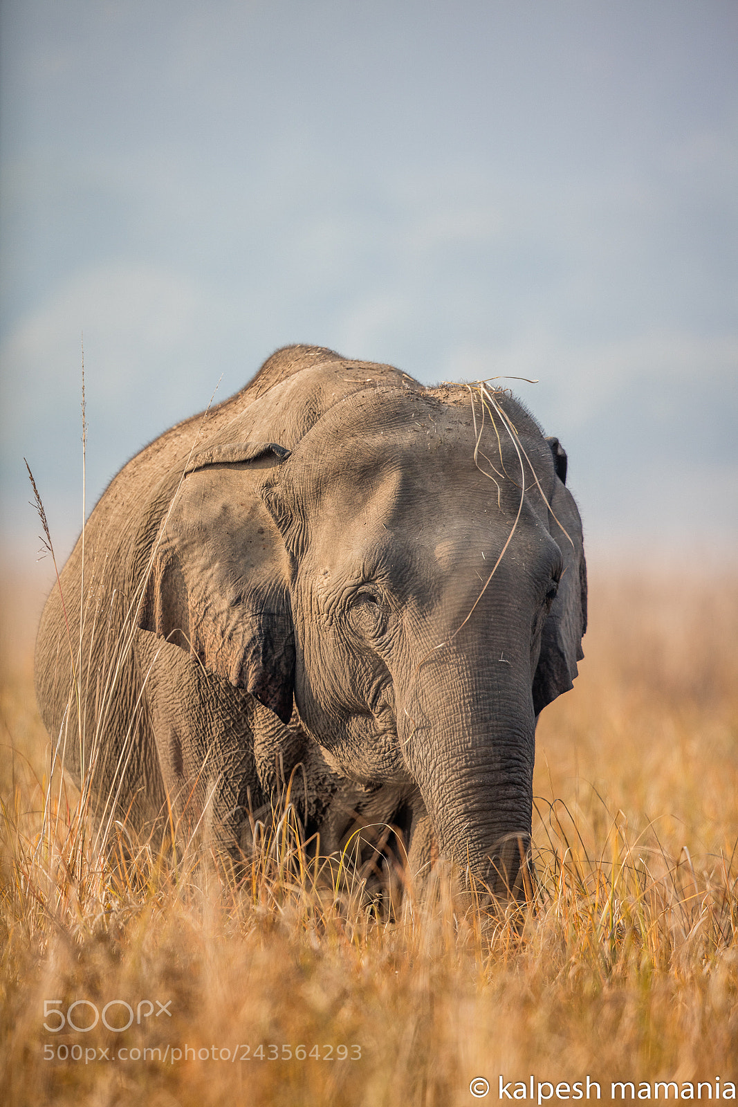 Canon EOS 5DS R sample photo. Elephant.  photography