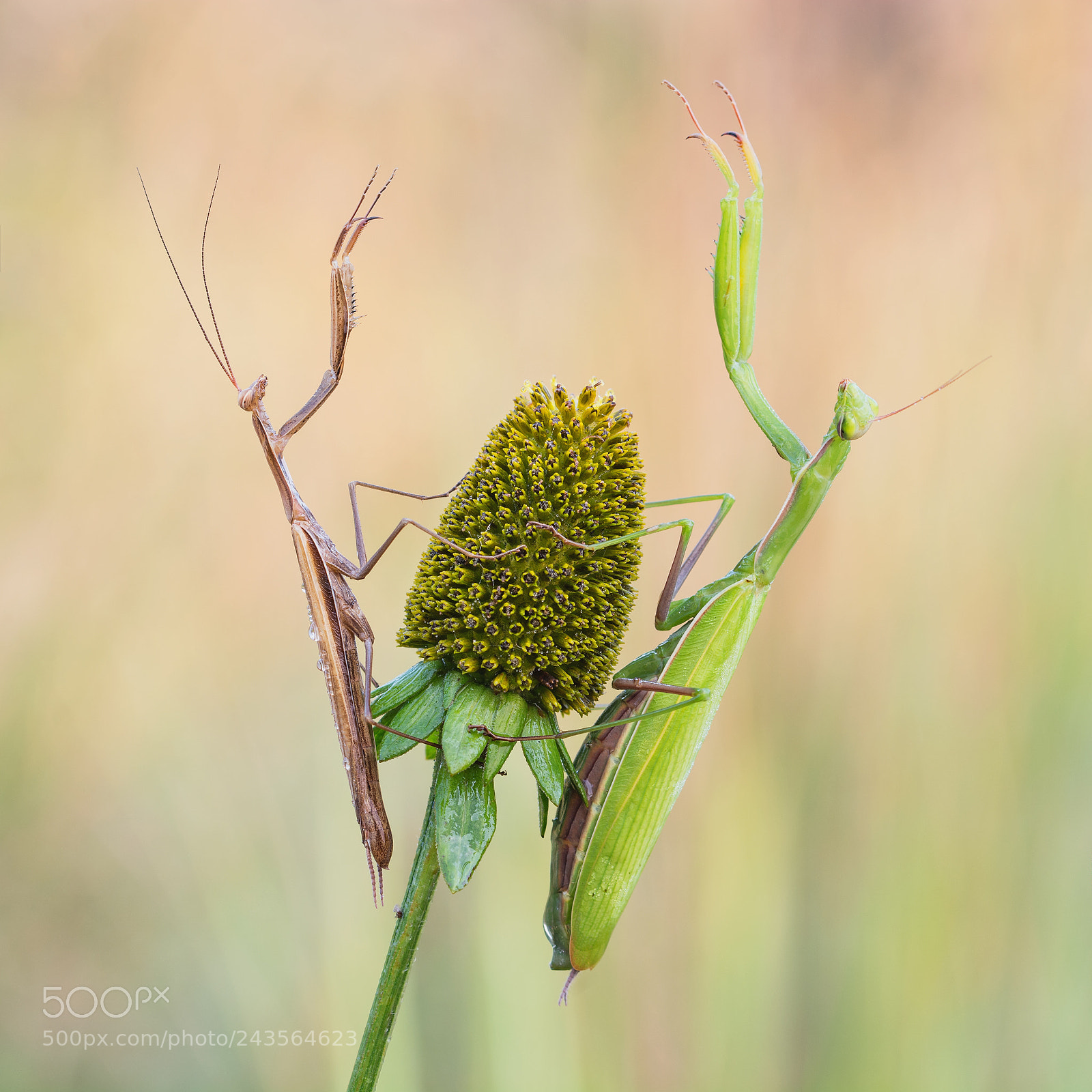 Nikon D7100 sample photo. Mantis religiosa photography