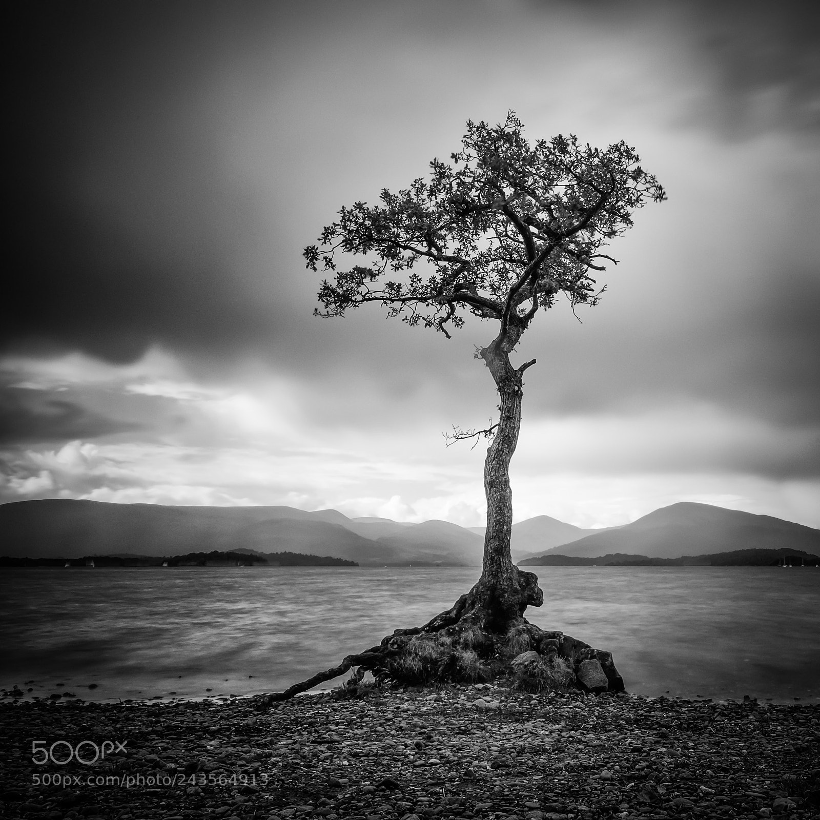 Nikon D5100 sample photo. Milarrochy bay tree photography