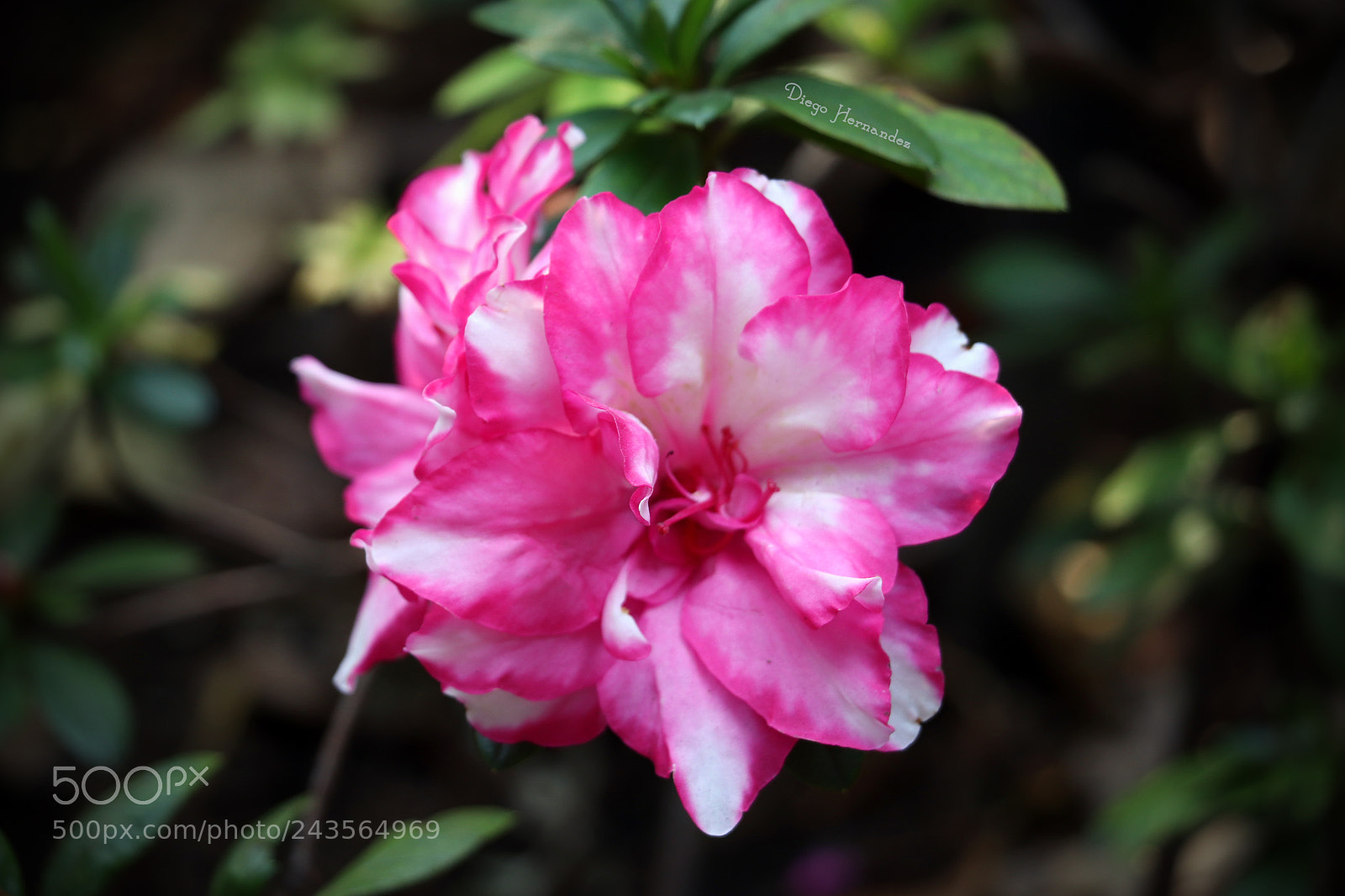 Canon EOS 800D (EOS Rebel T7i / EOS Kiss X9i) sample photo. Flor del patio del photography